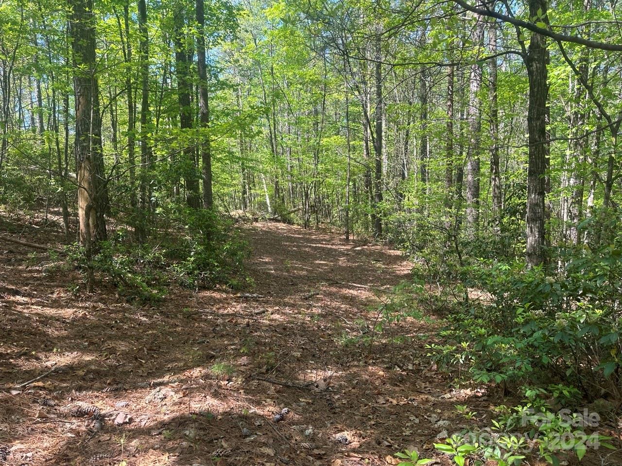 Pisgah Preserve - Land