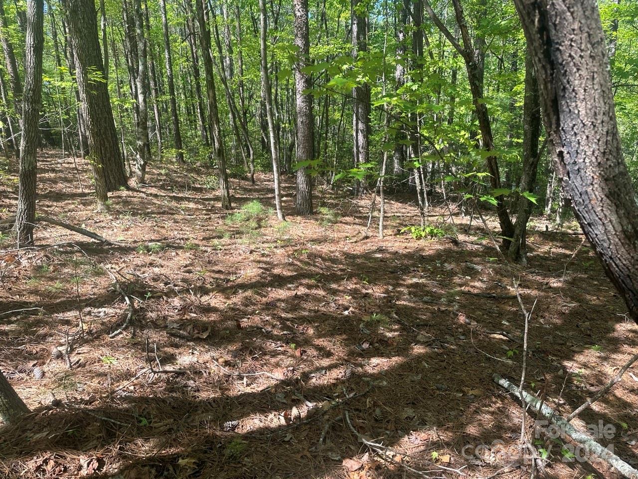 Pisgah Preserve - Land