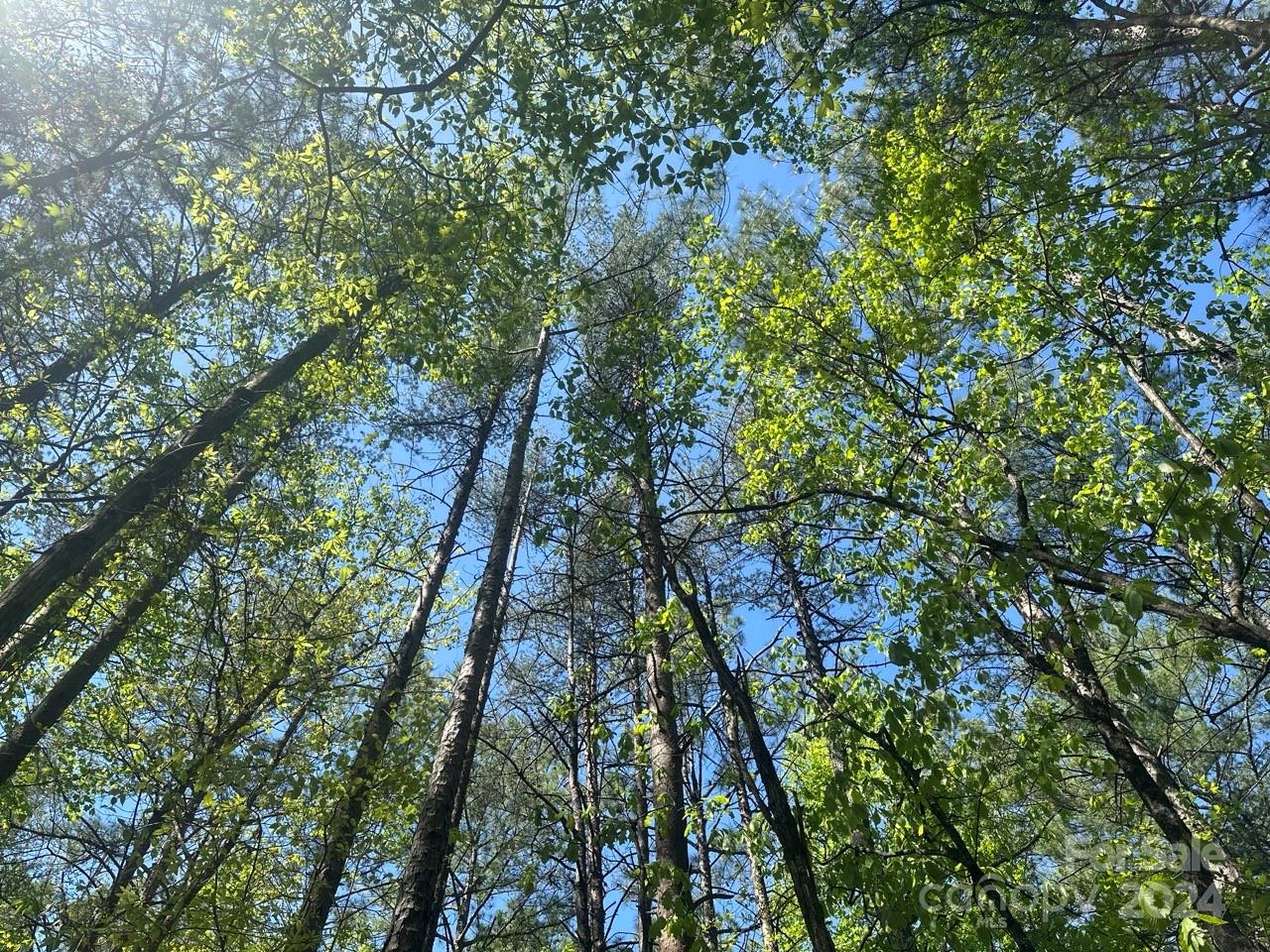 Pisgah Preserve - Land