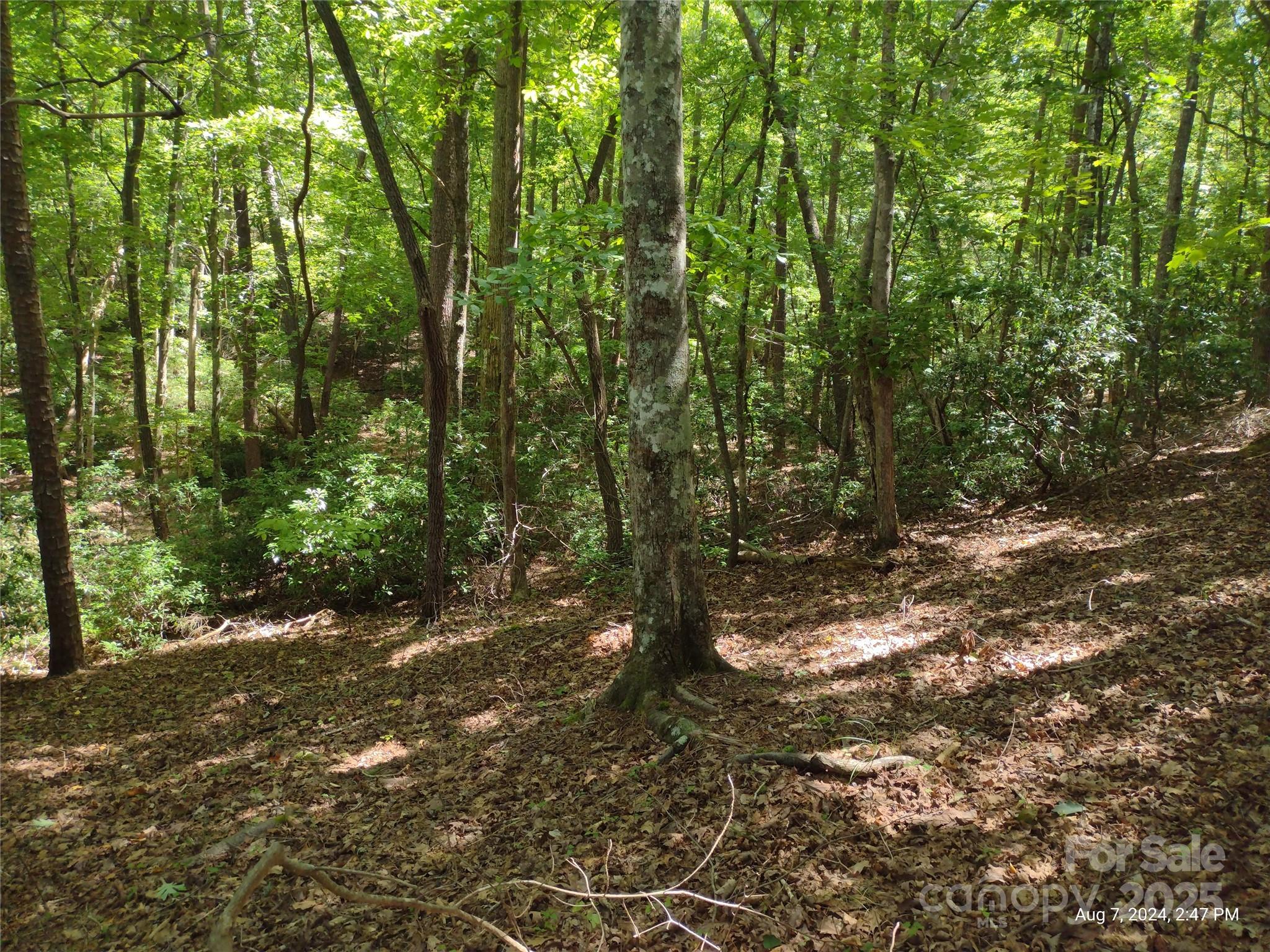 00 Shumont Estates Drive 50