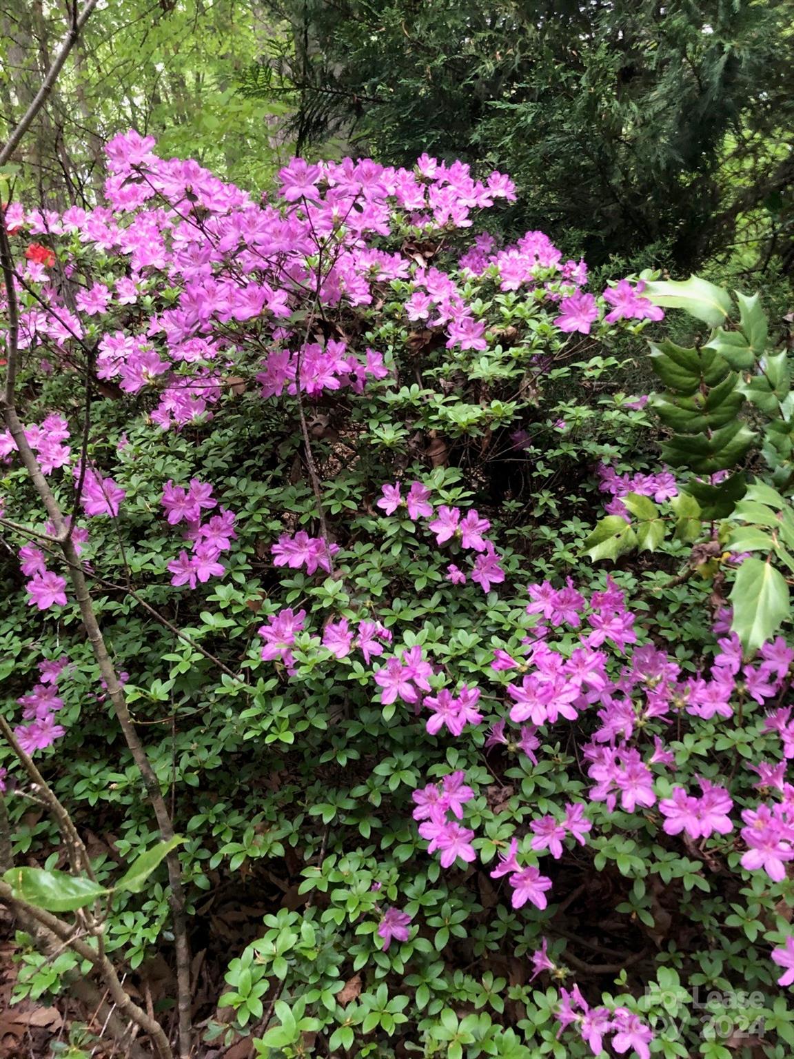 None - Residential Lease