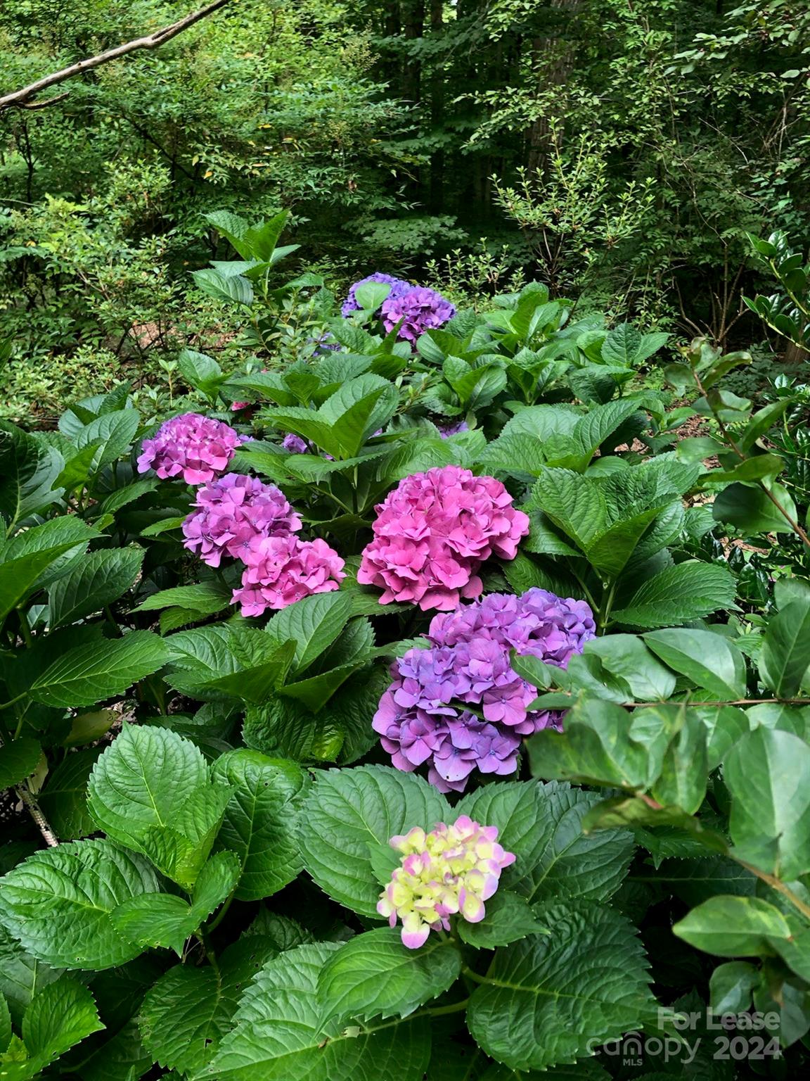 None - Residential Lease