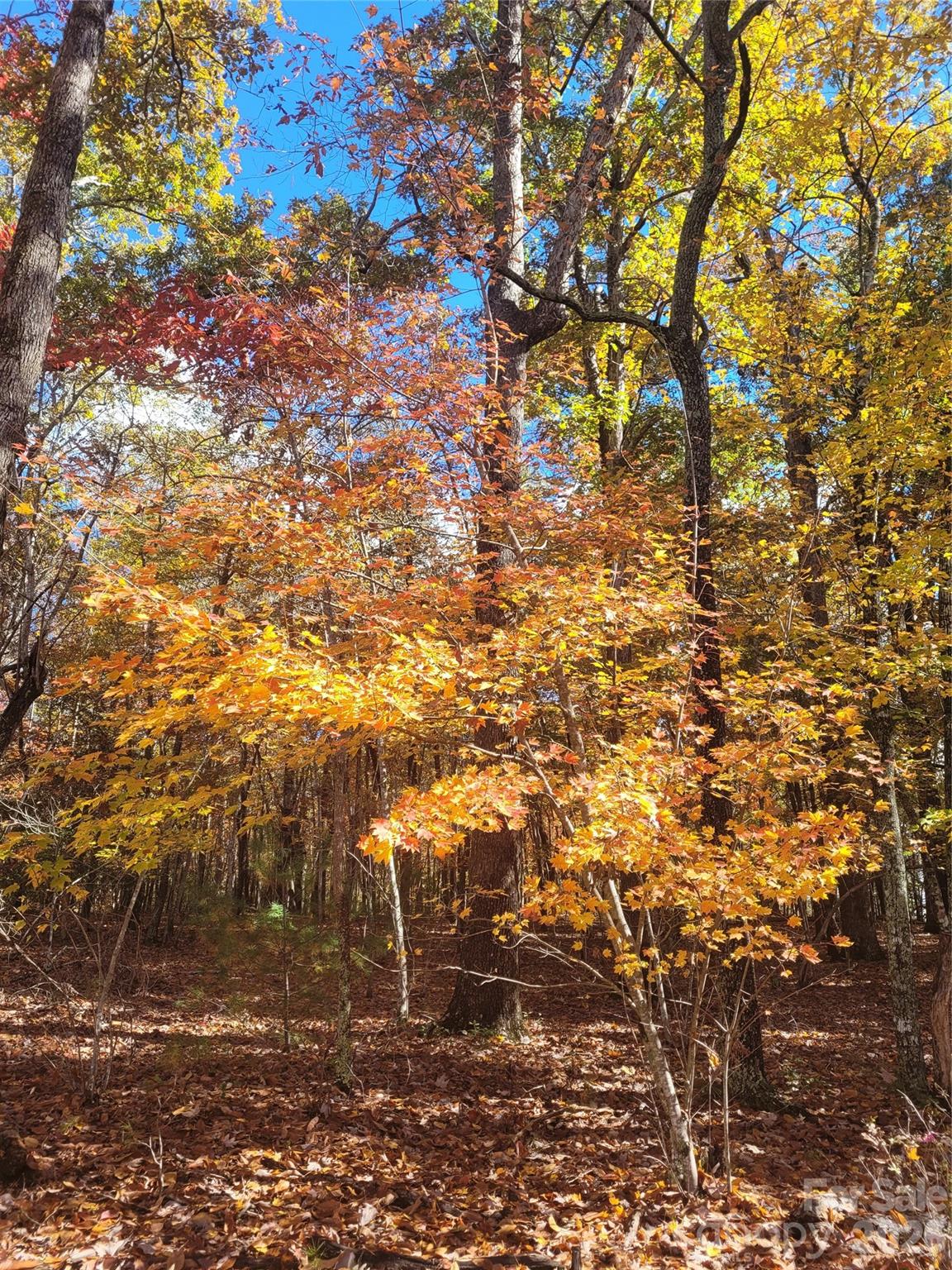 Winsome Forest - Residential