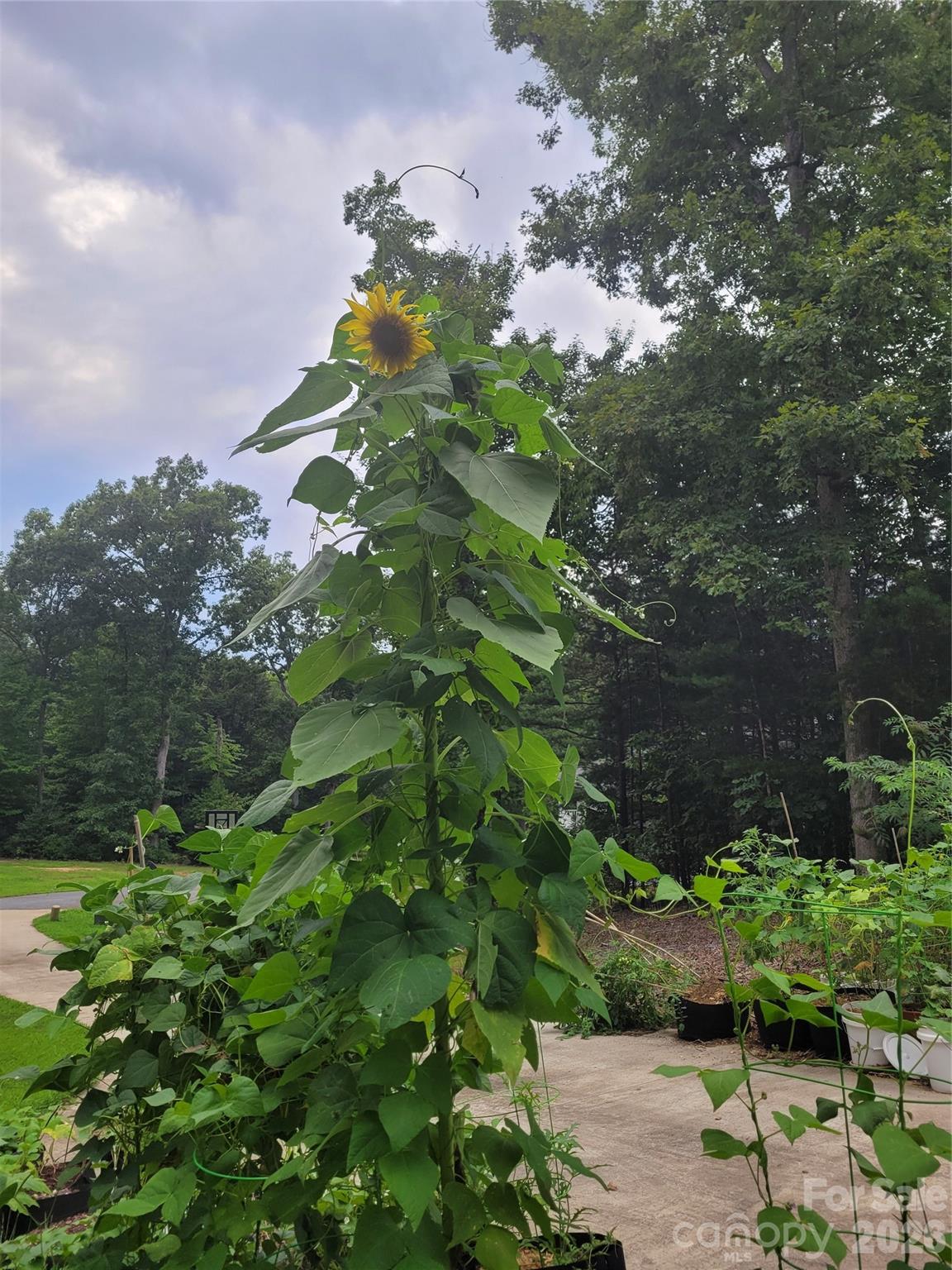 Winsome Forest - Residential