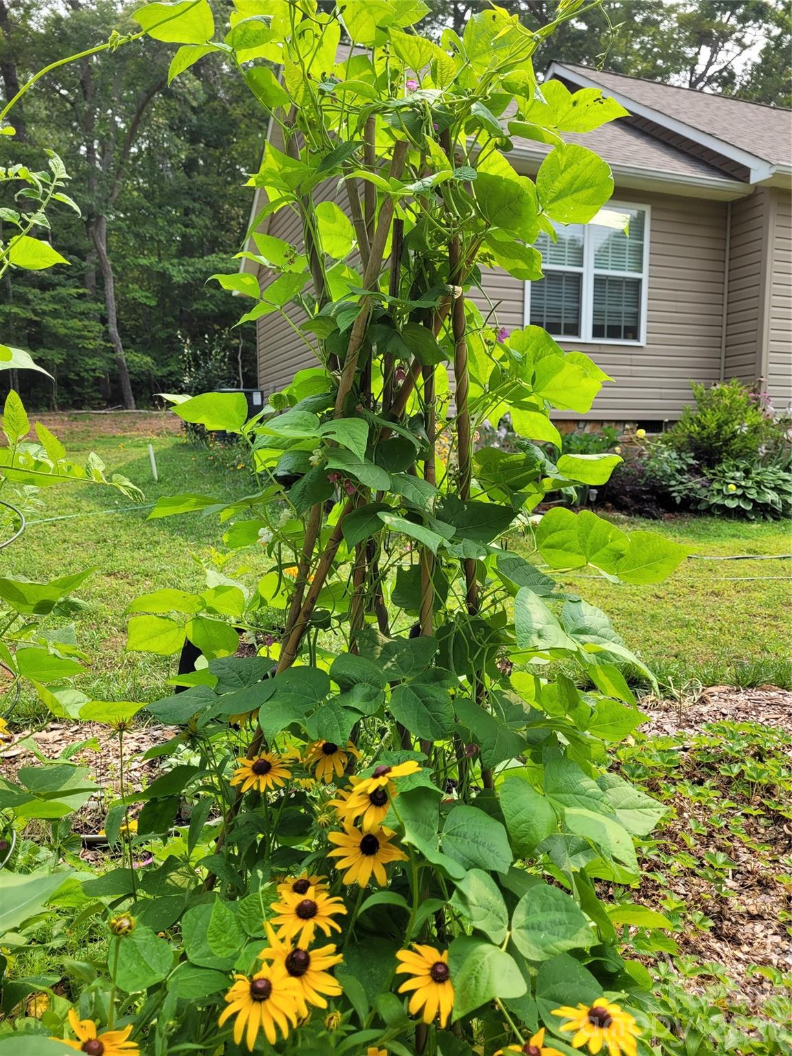 Winsome Forest - Residential