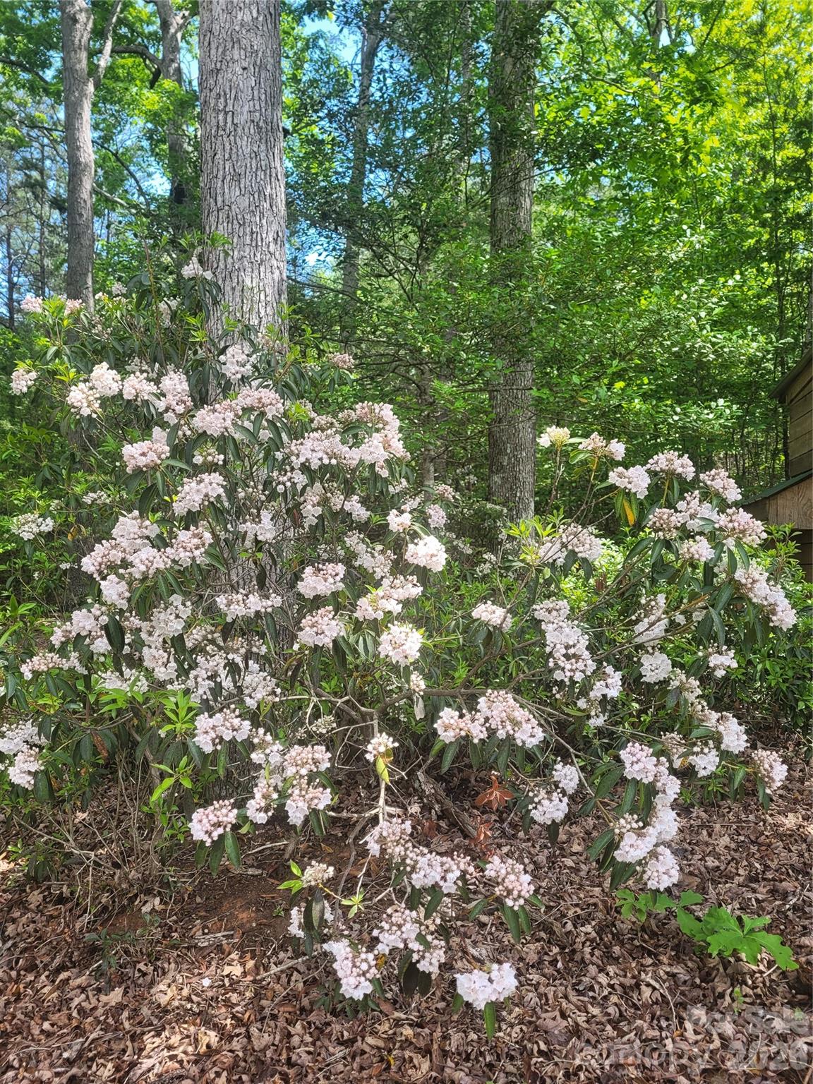 Winsome Forest - Residential