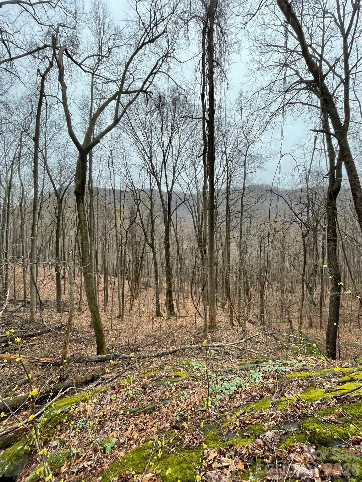 42.16 ACS GREEN RIVER COVE Road 42.162 AC.