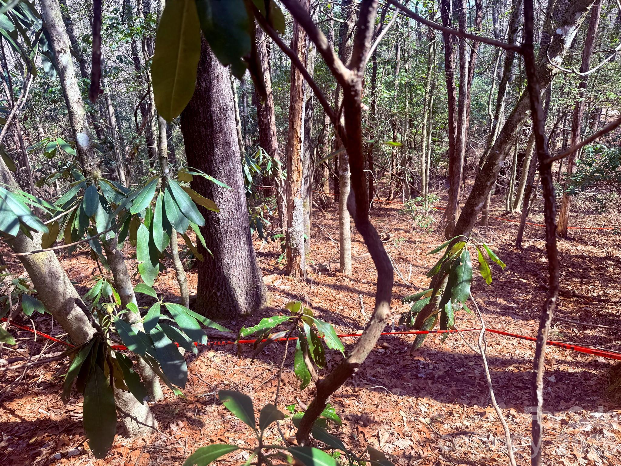 Bear Wallow Hollow - Land