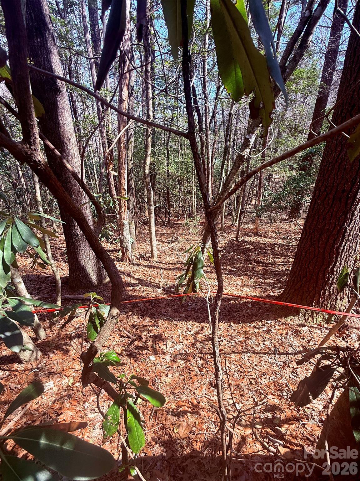 Bear Wallow Hollow - Land