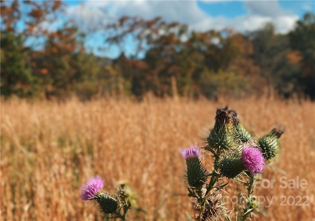 Hidden Meadows of Cane Creek - Land