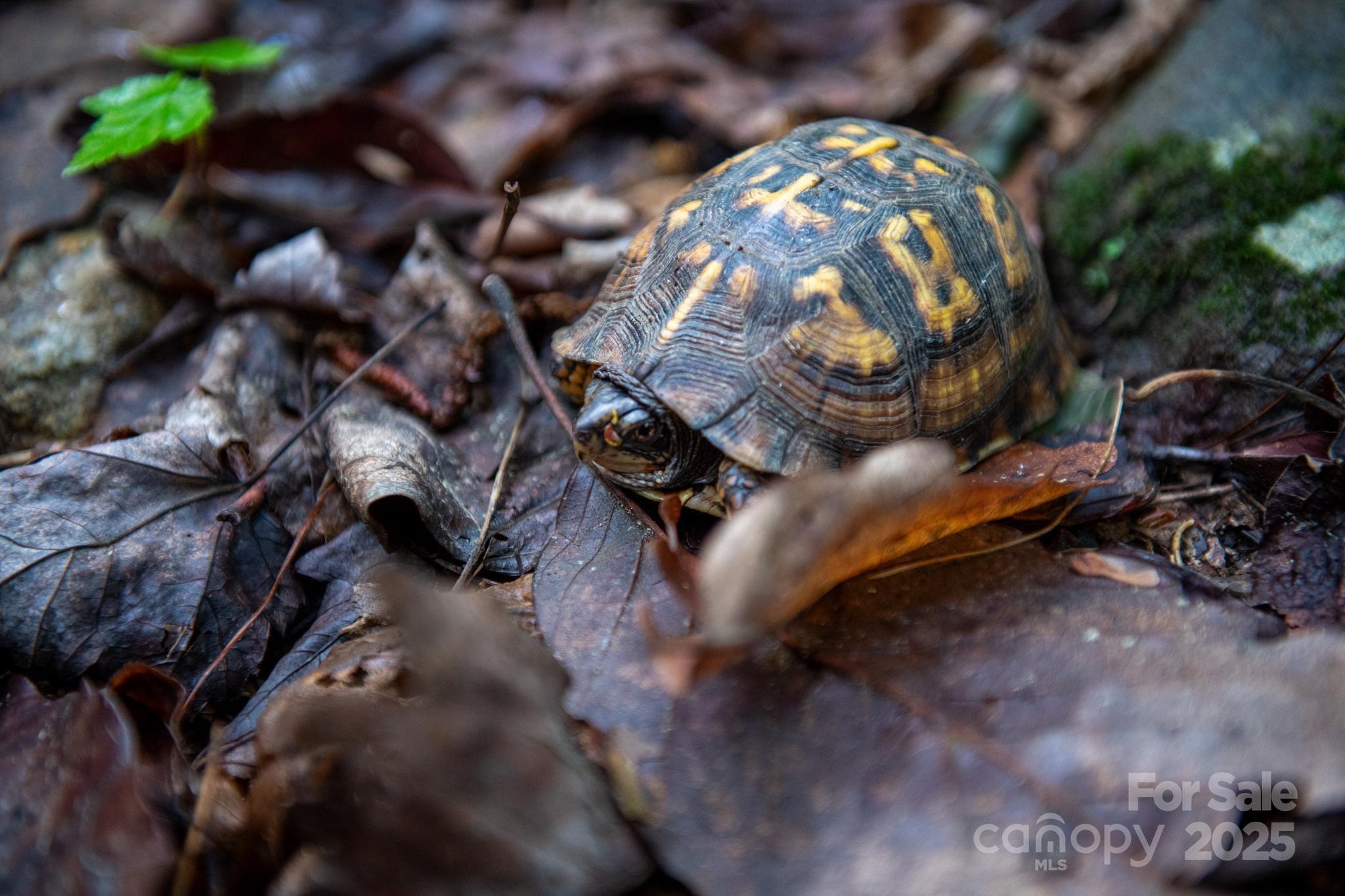 Chestnut Mountain Farms - Land