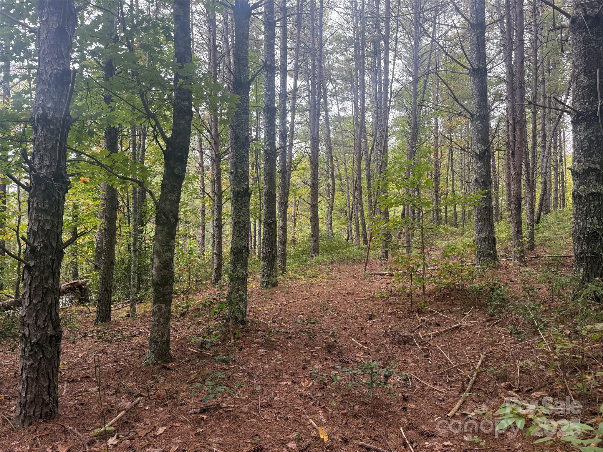 Pisgah Preserve - Land