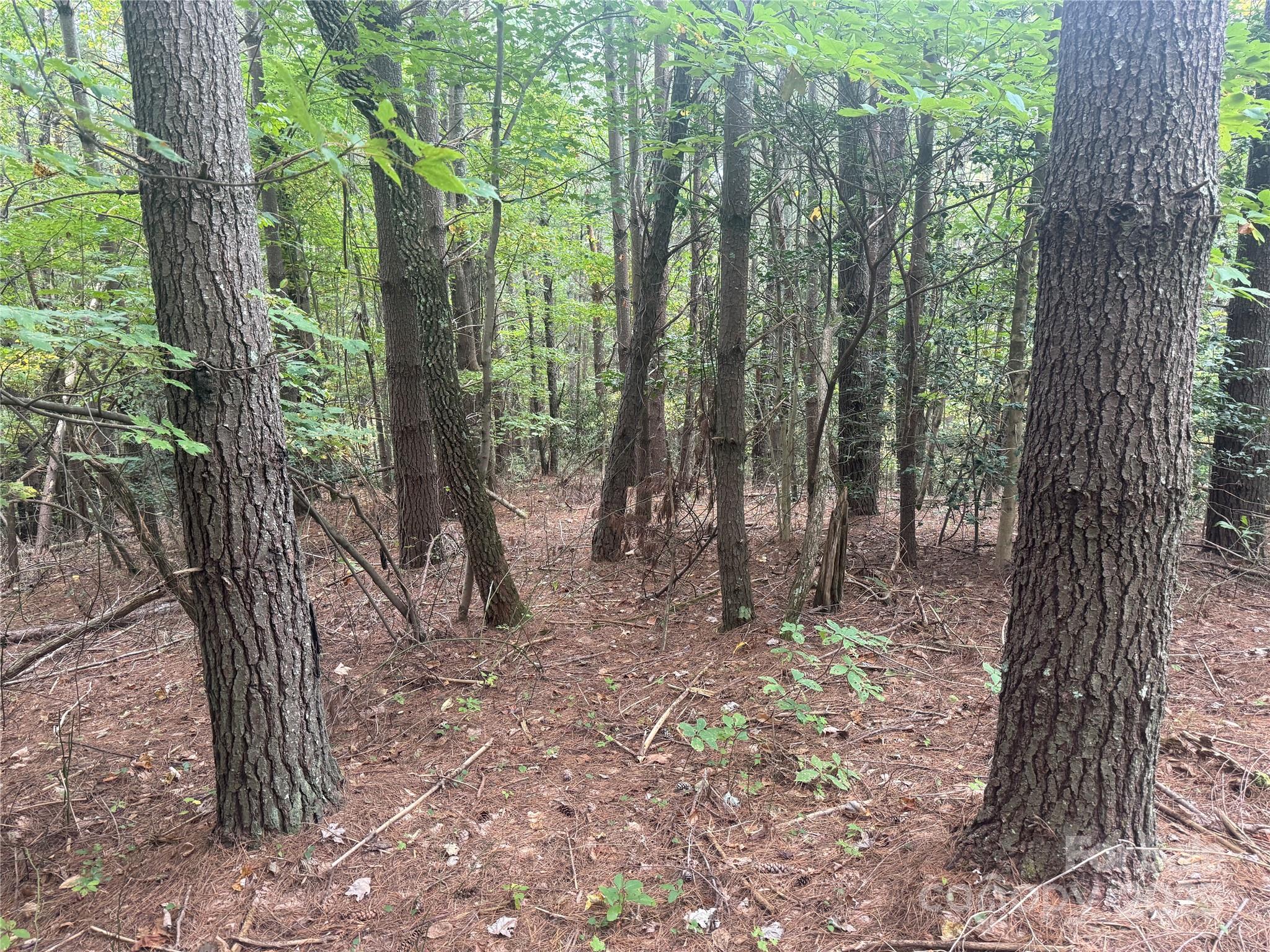 Pisgah Preserve - Land