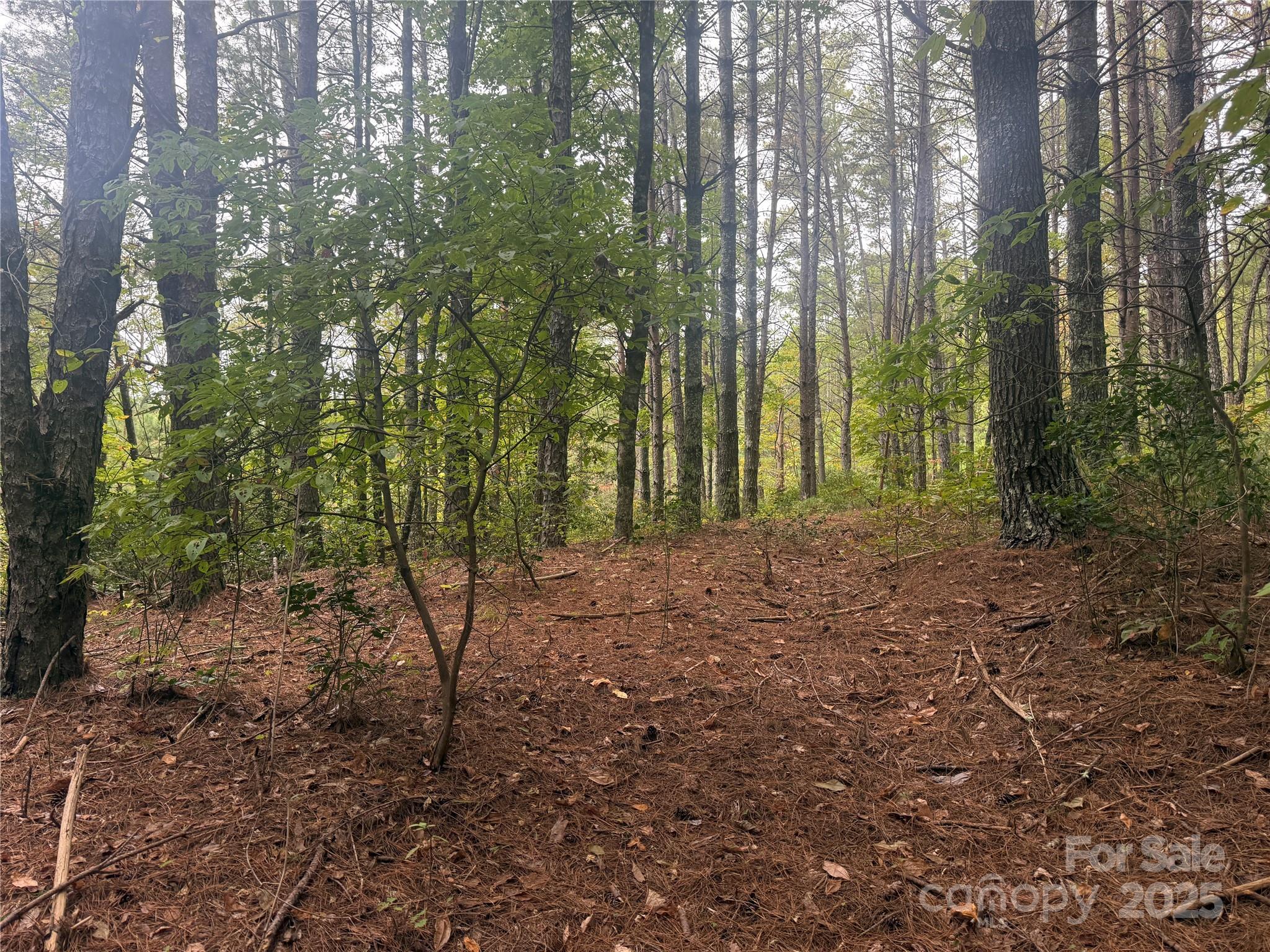 Pisgah Preserve - Land