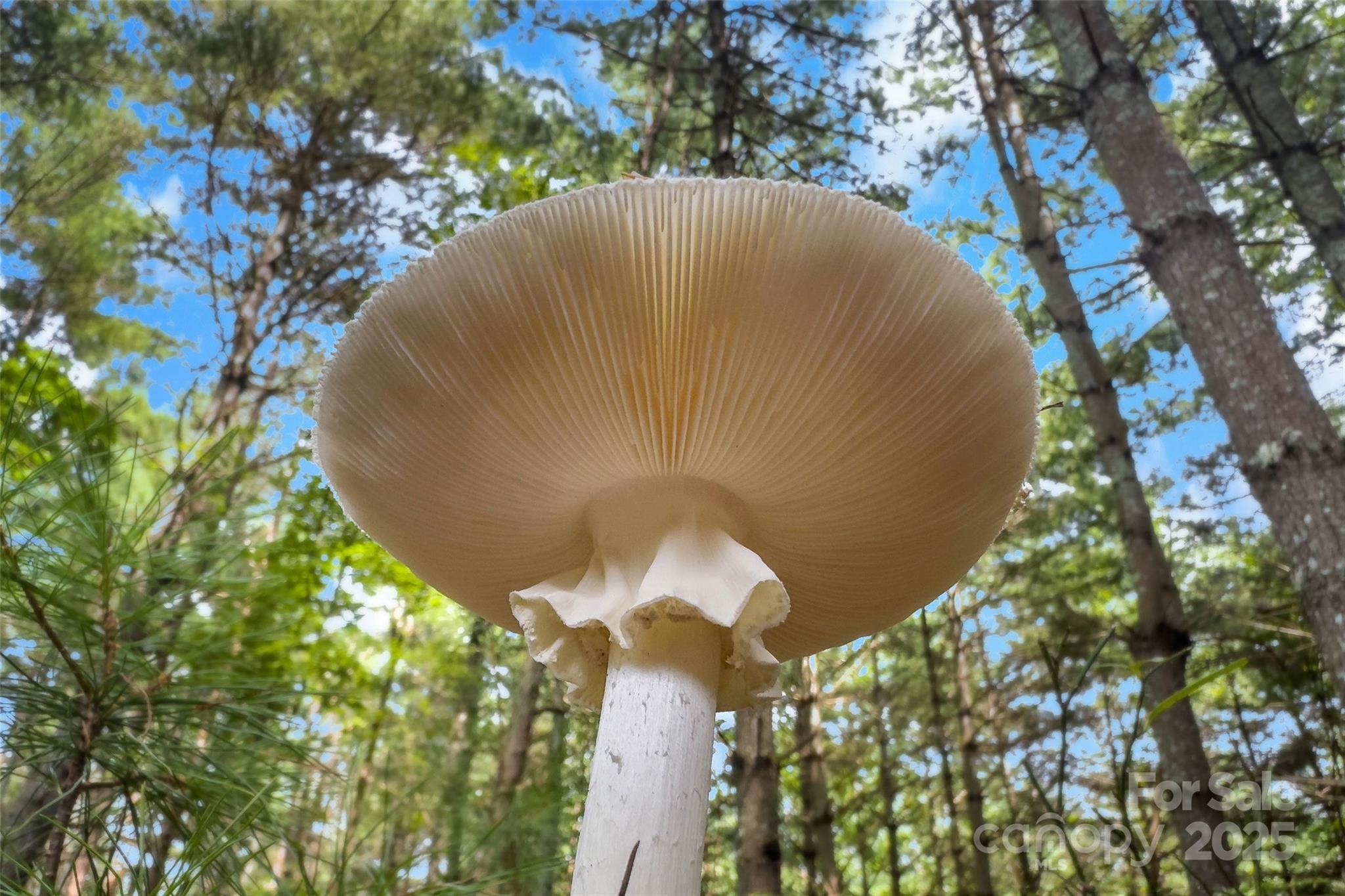 The Peninsula at Lake James - Land