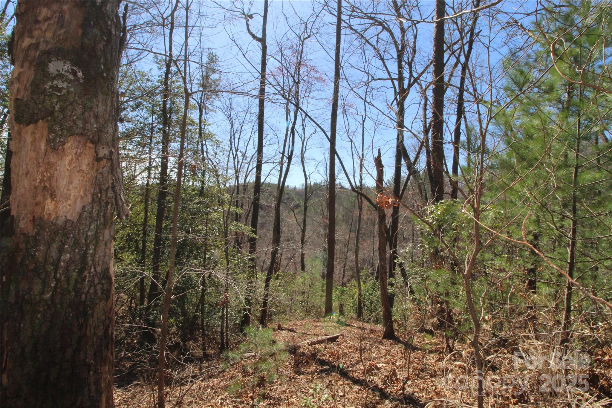Heartwood Forest - Land