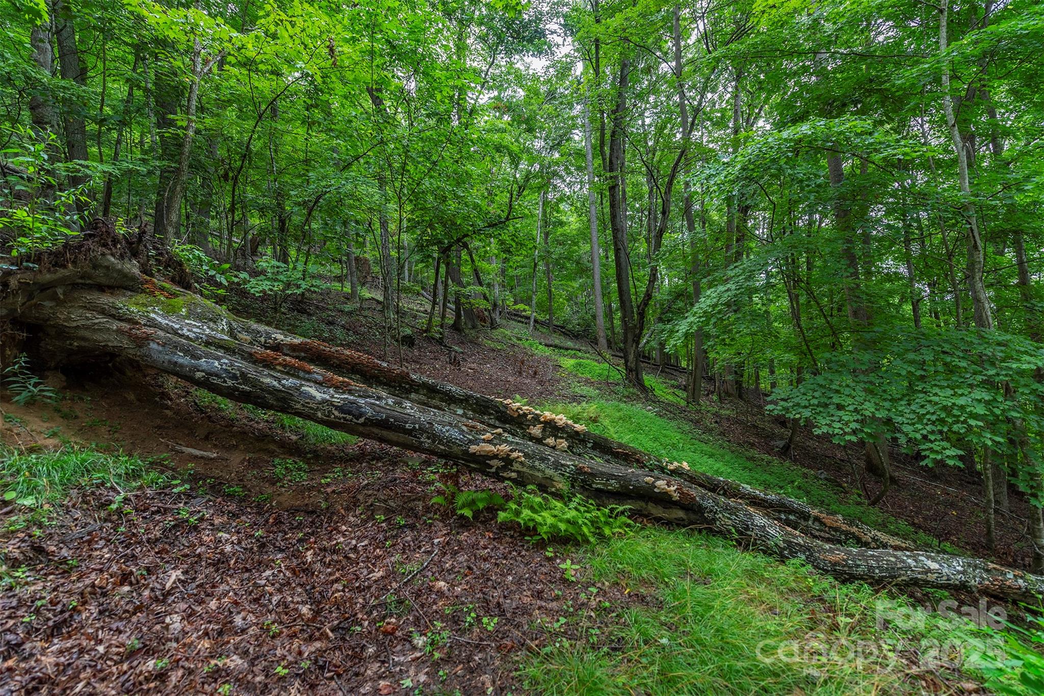 THE COVE AT CELO MOUNTAIN - Land