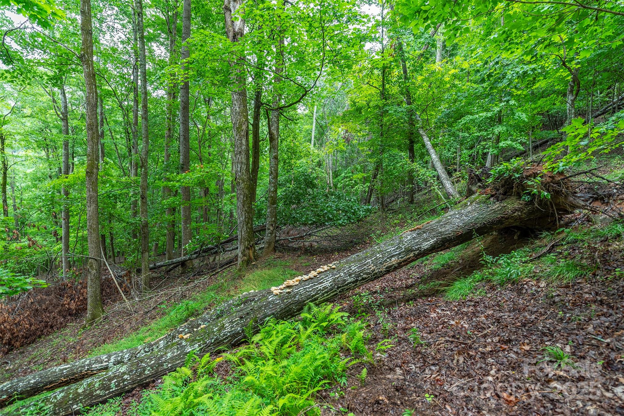 THE COVE AT CELO MOUNTAIN - Land