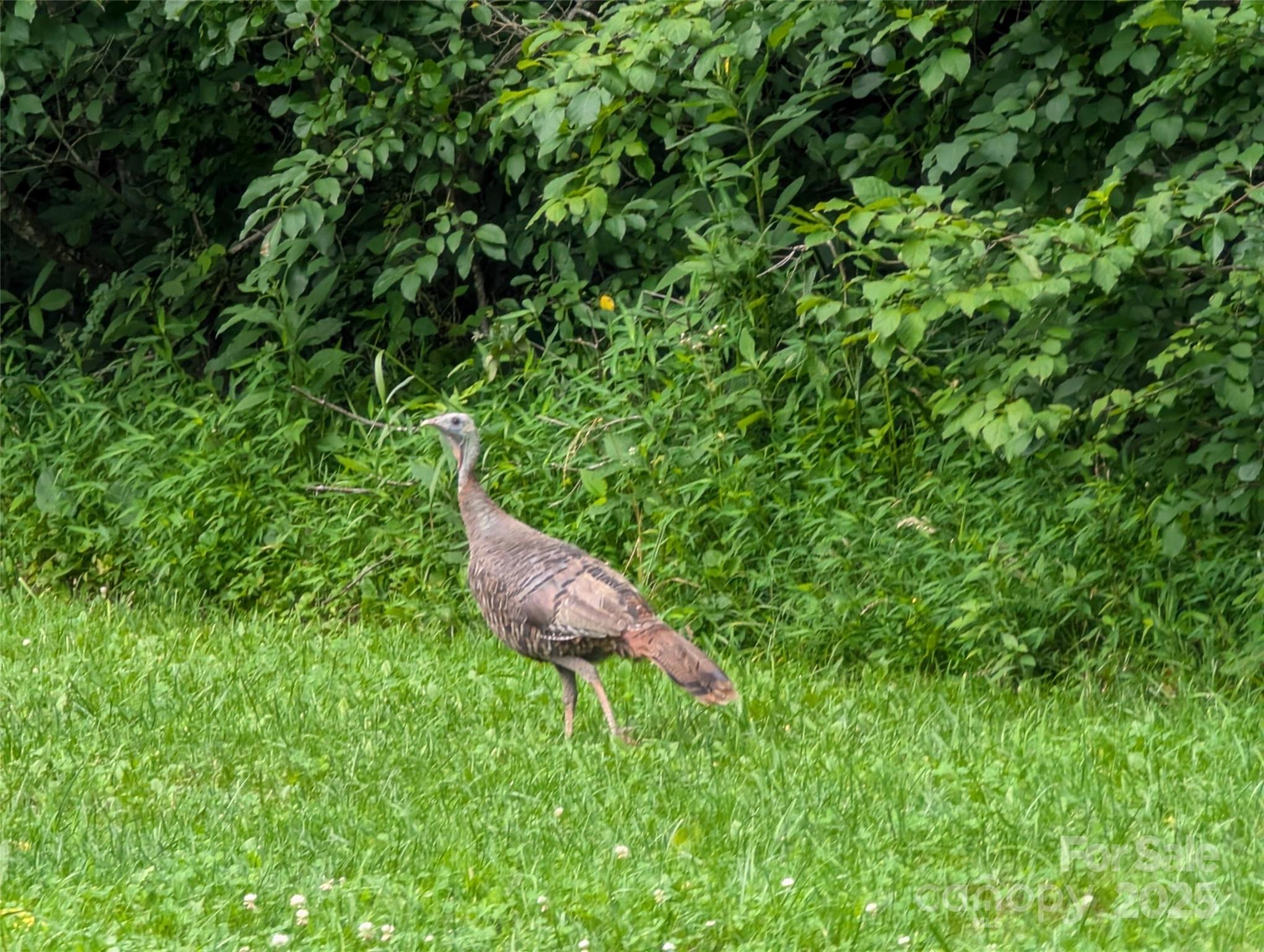 Mountain Park - Land