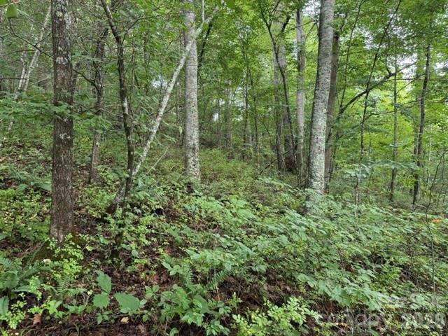 TBD Meadow Fork Road