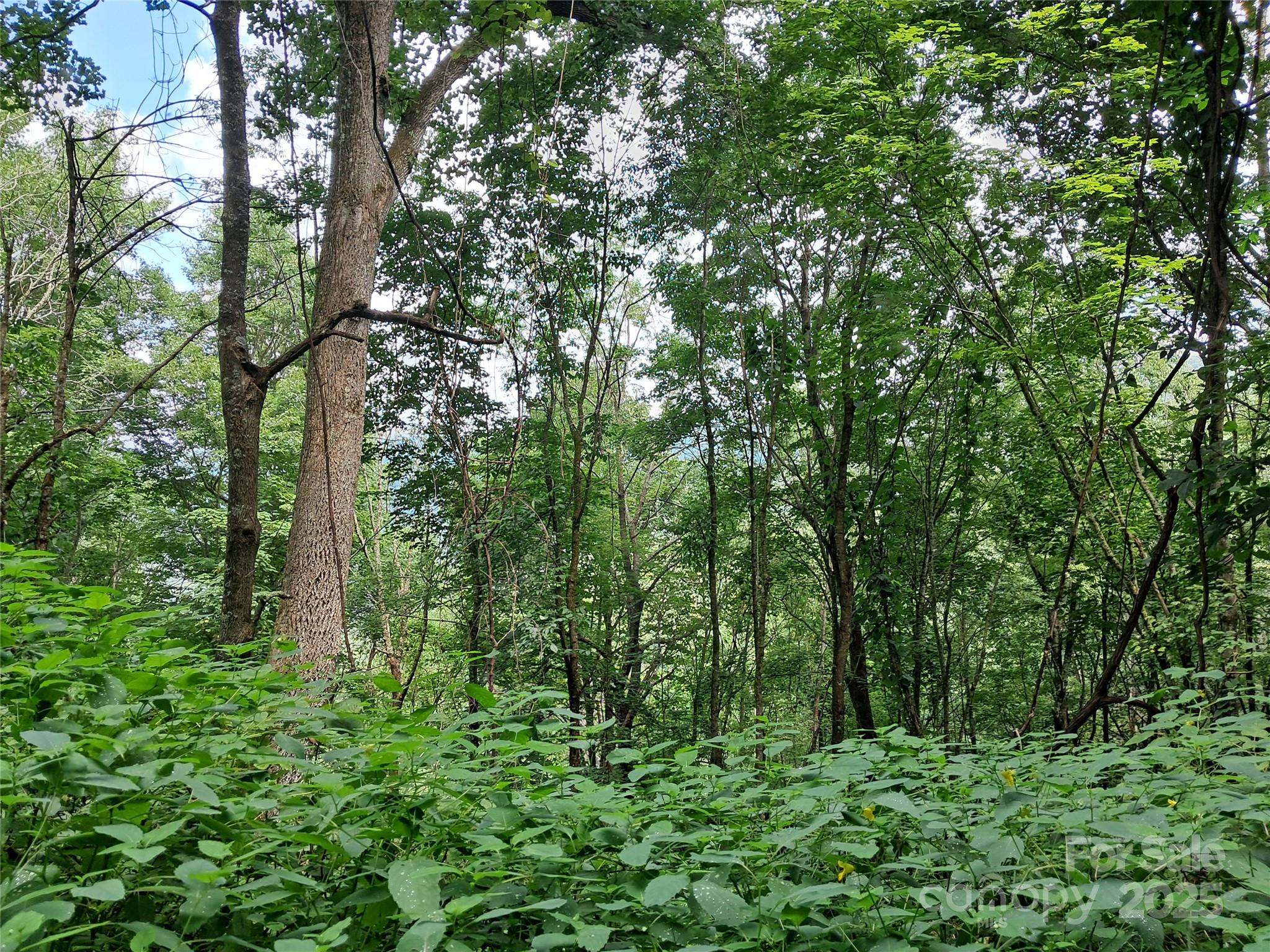 Hurricane Ridge Ltd - Land