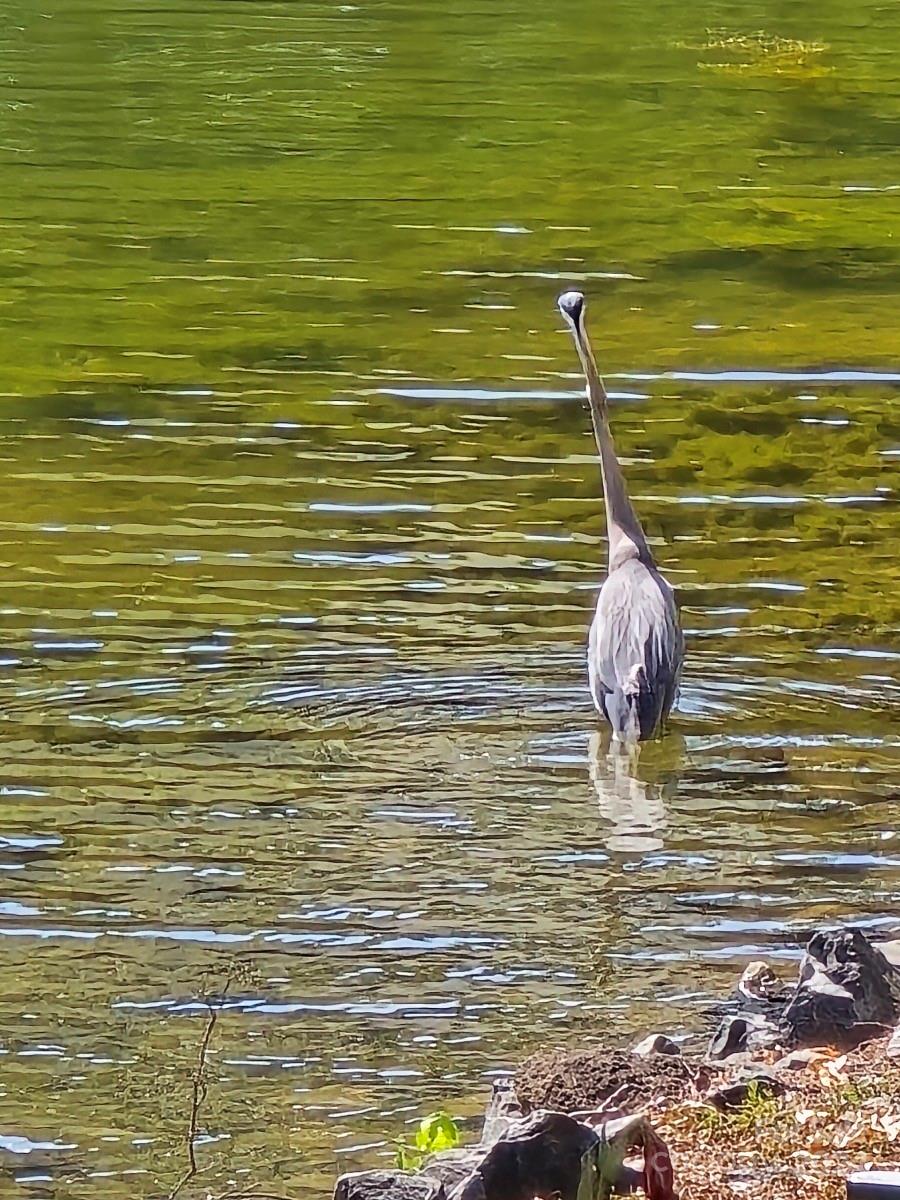 Windward - Residential