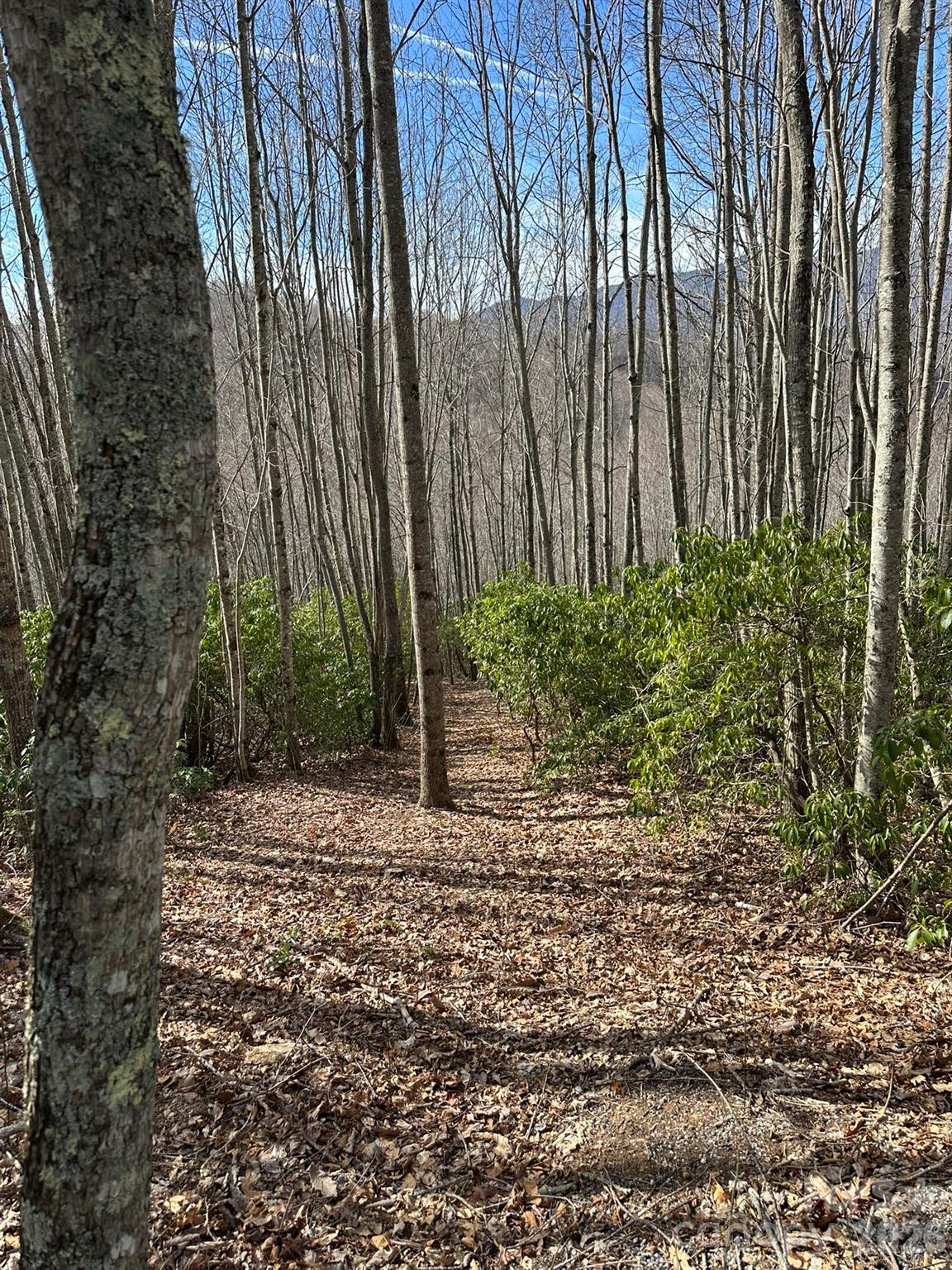 Balsam Mountain Preserve - Land