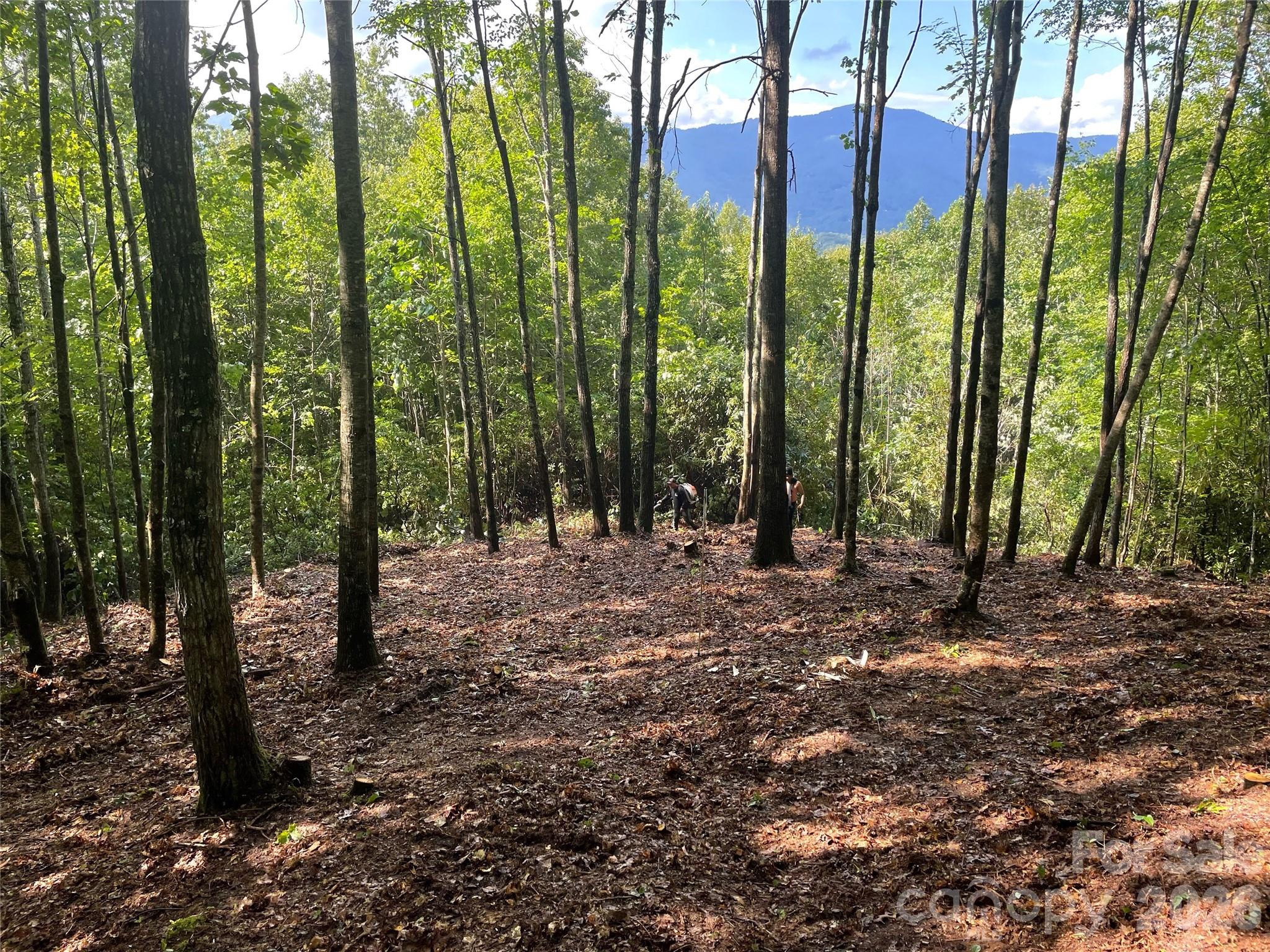Balsam Mountain Preserve - Land