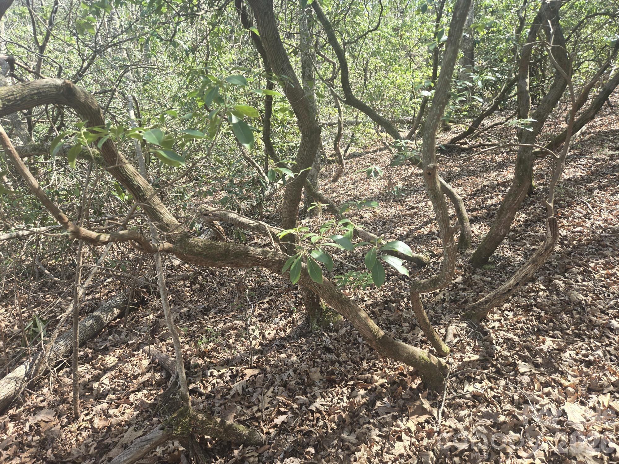 Lot 97 Mockingbird Lane