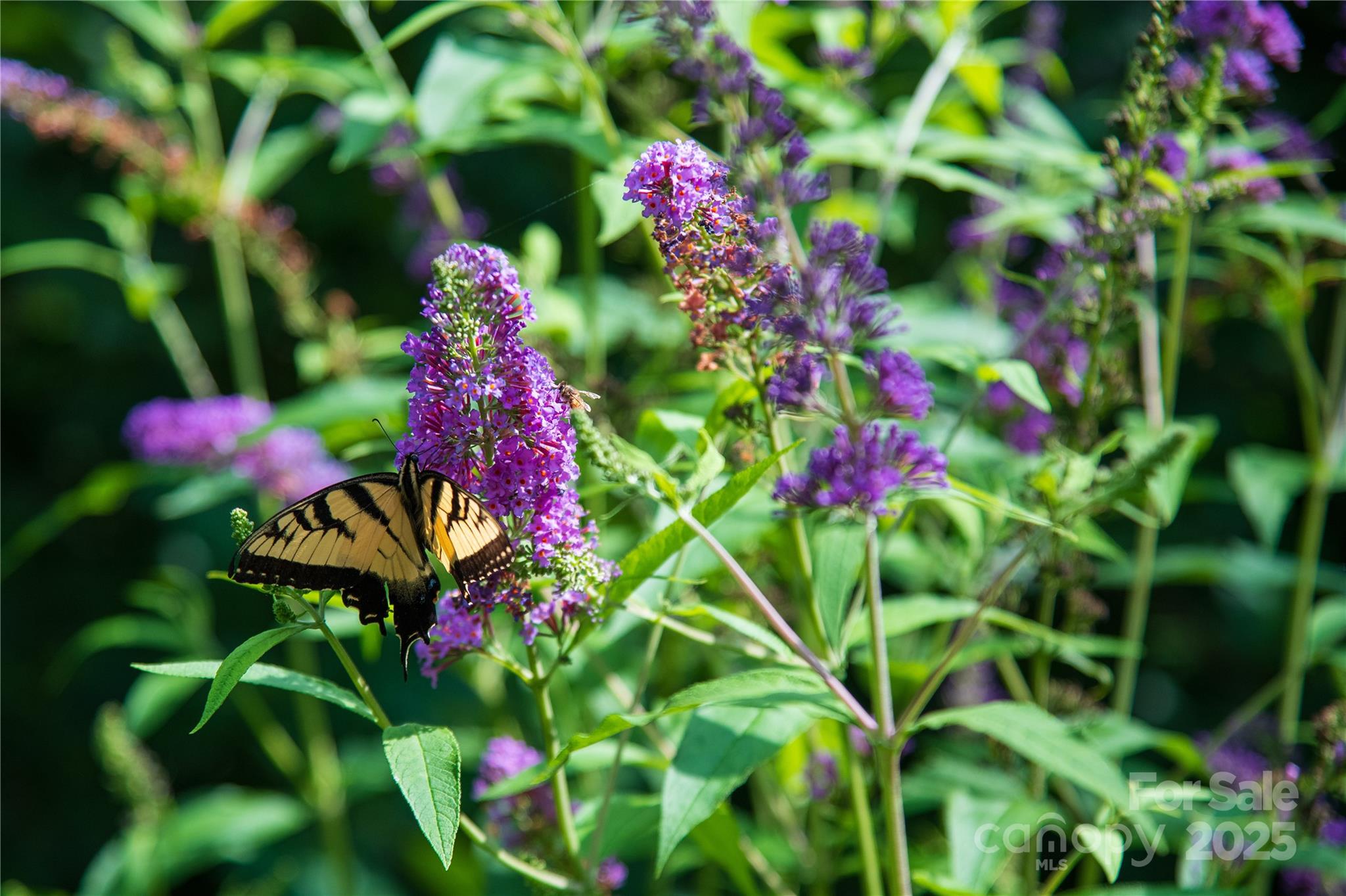 Hidden Forest - Residential