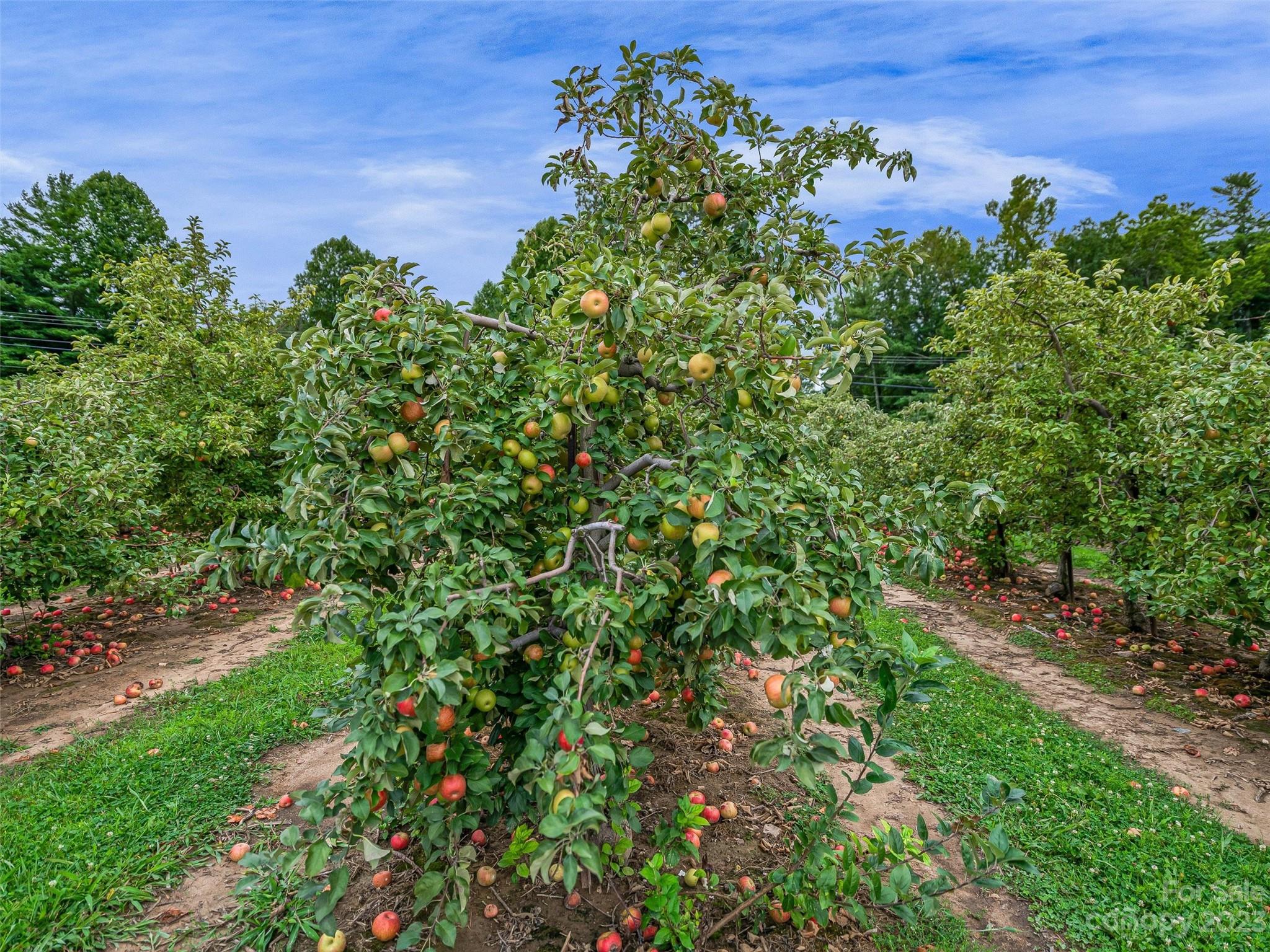 Chestnut Ridge - Residential