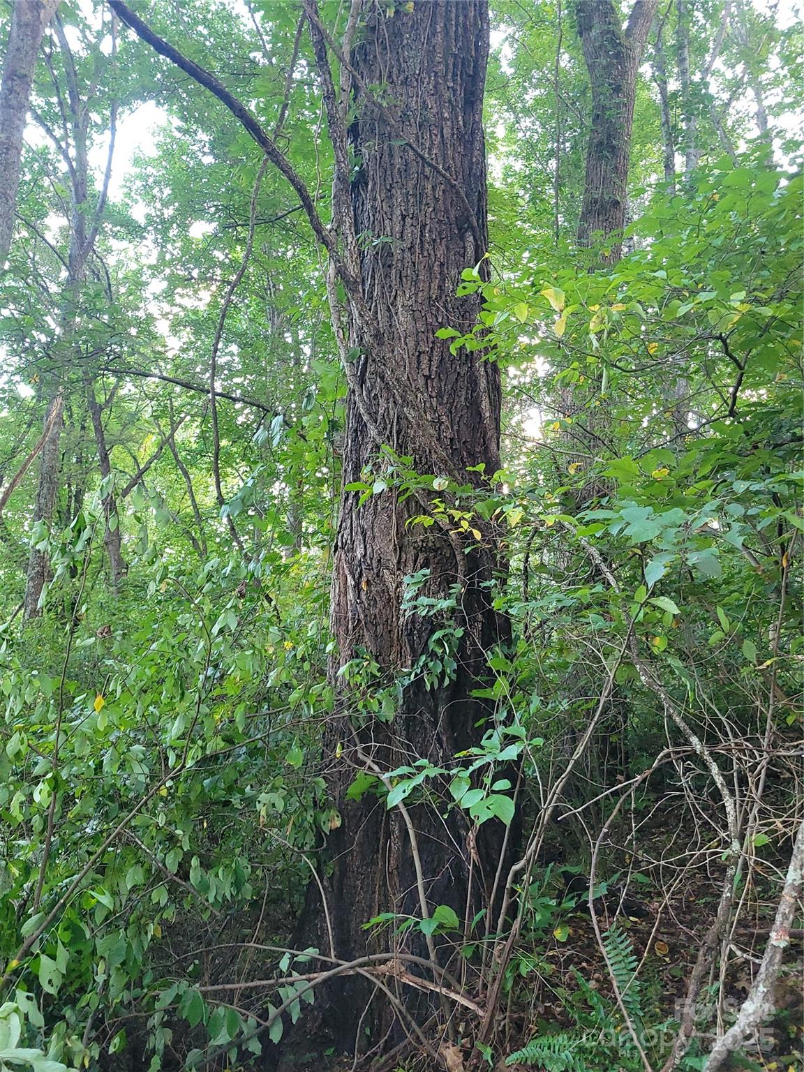 Sulphur Springs Park - Land