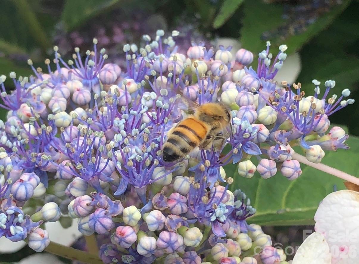 Lake Julian Trails - Residential