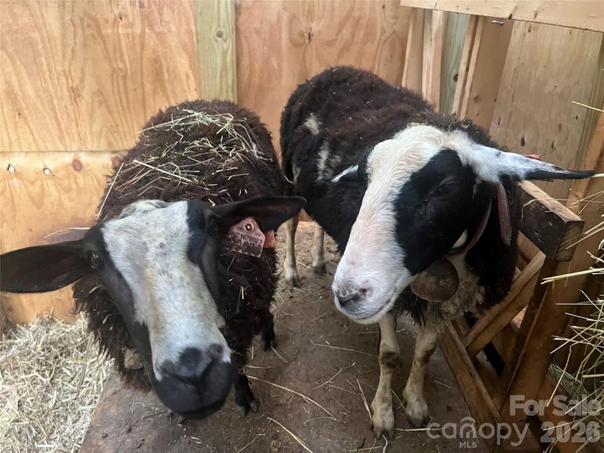 11+/- ACRE TURN-KEY FARMSTEAD. READY TO WORK! Live the life most people only scroll about. Tucked at the end of a private road and bordering protected conservation land in the Great Smoky Mountains, this rare offering sits just minutes from Max Patch and the Appalachian Trail.

Privacy without isolation. Wilderness without compromise.

Currently home to East Friesian dairy sheep, chickens, guineas, and geese, this thoughtfully engineered property is built for sustainable, small-scale agriculture. Box-wire fenced pastures reinforced with solar electric provide secure grazing. Purpose-built infrastructure includes a sheep barn with milking stanchions, brooder and poultry enclosures, separate guinea and chicken pens, and three additional utility sheds.

Everything is in place to operate from day one.

Private trails wind through the land alongside two flowing streams, three natural springs, and a lively waterfall. Established gardens produce flowers, vegetables, and culinary herbs. Mature pear trees, grapevines, asparagus beds, and blueberry bushes deliver dependable harvests year after year.

The home proves self-sufficiency and comfort can coexist. Designed with off-grid capability, it functions as two fully independent apartments with separate entrances—ideal for multi-generational living, rental income, or guest quarters.

Upstairs offers two bedrooms, two baths, an office, and an open great room combining kitchen, dining, and living areas. Large windows frame mountain views. Hardwood, tile, and laminate flooring run throughout. Recent upgrades include stainless appliances, updated plumbing, modern lighting, and a new roof. A gravity-fed spring, propane hot water, mini-splits, and a wood stove provide year-round comfort and resilience.

The lower level features a one-bedroom apartment with tiled great room, flexible bonus space currently used as a gym, and a spacious laundry area with abundant storage. An additional wood stove adds warmth and charm.

Outside, a large deck overlooks manicured grounds and roaming wildlife. A private firing range adds a rare recreational feature. Open sky views invite stargazing and quiet reflection. All this just one hour to Asheville and 45 minutes to Waynesville and Great Smoky Mountains National Park.

Properties in this historic region are tightly held—especially those with established water sources, infrastructure, and usable acreage to support true self-reliance.

Stop talking about “someday.”

If you’ve been wanting land, livestock, a garden, and a slower pace, this is it. The systems are built. The water flows. There is no question about it, this farm works.

The only question left is whether or not you’re ready to live your dream.