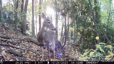 2778 Mule Stomp Road Clyde NC 28721