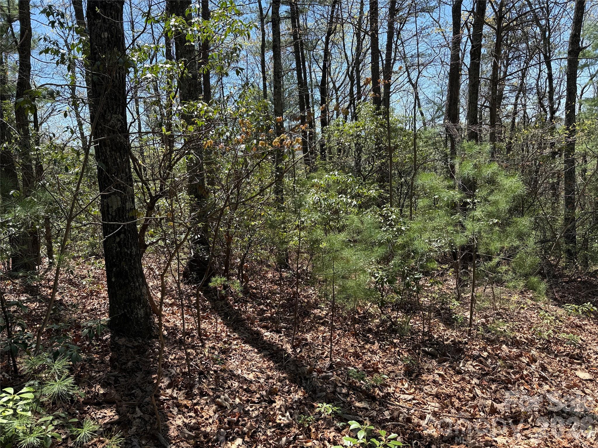 Buck Mountain - Land