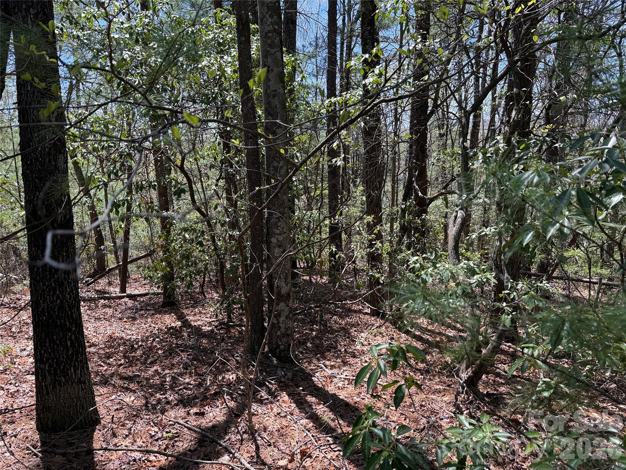 Buck Mountain - Land