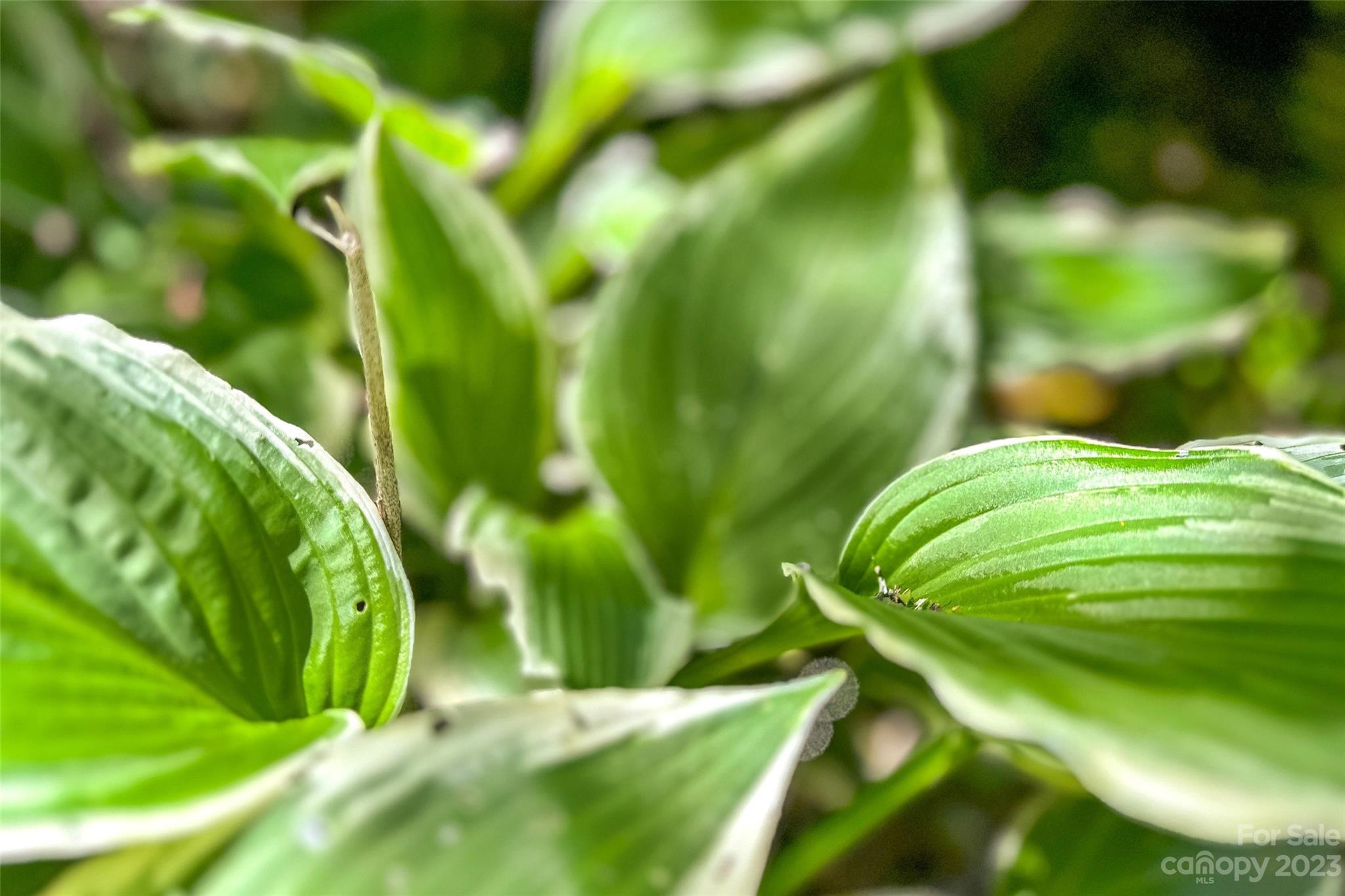 Mountainbrook Village - Residential