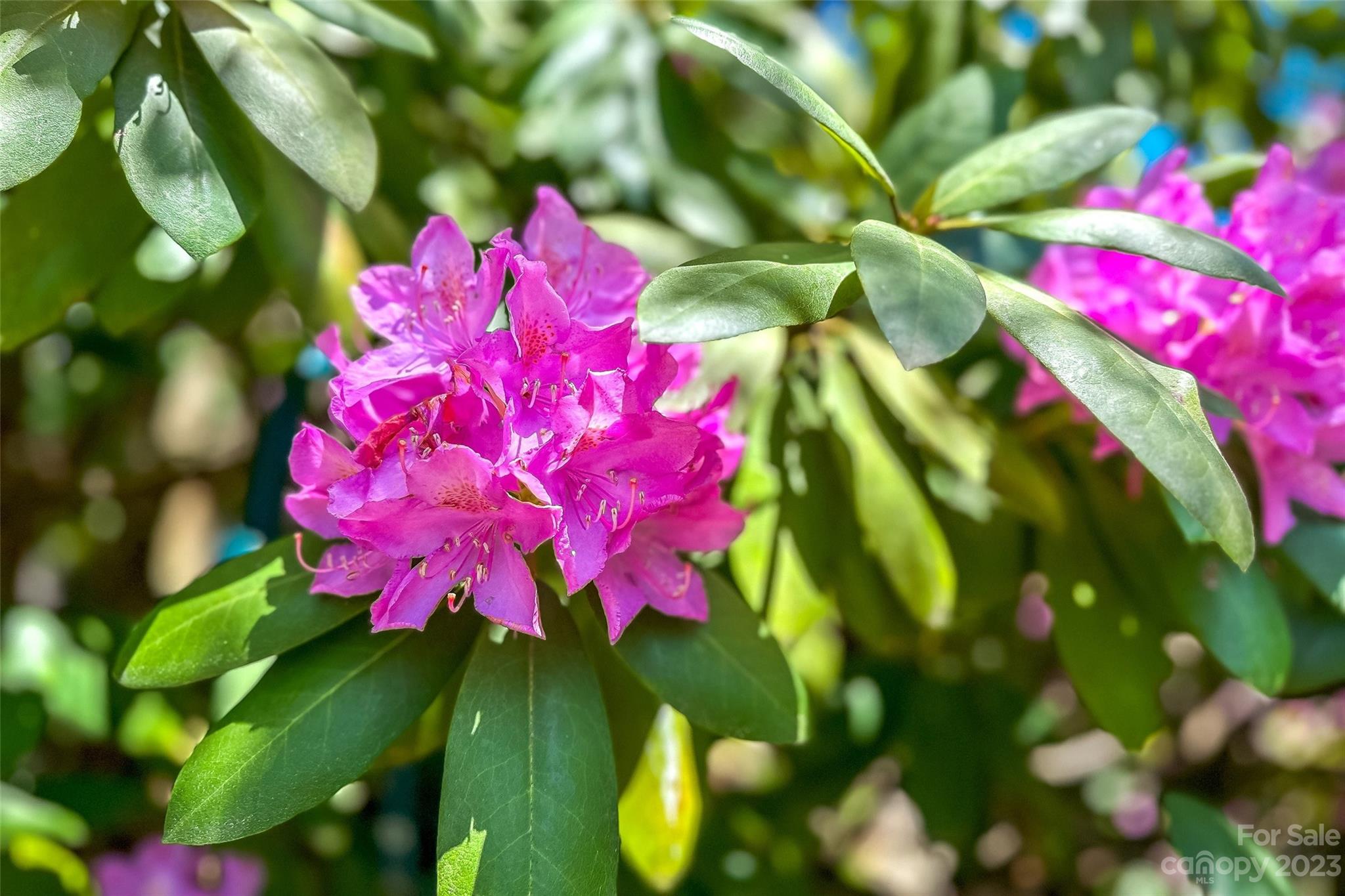 Mountainbrook Village - Residential