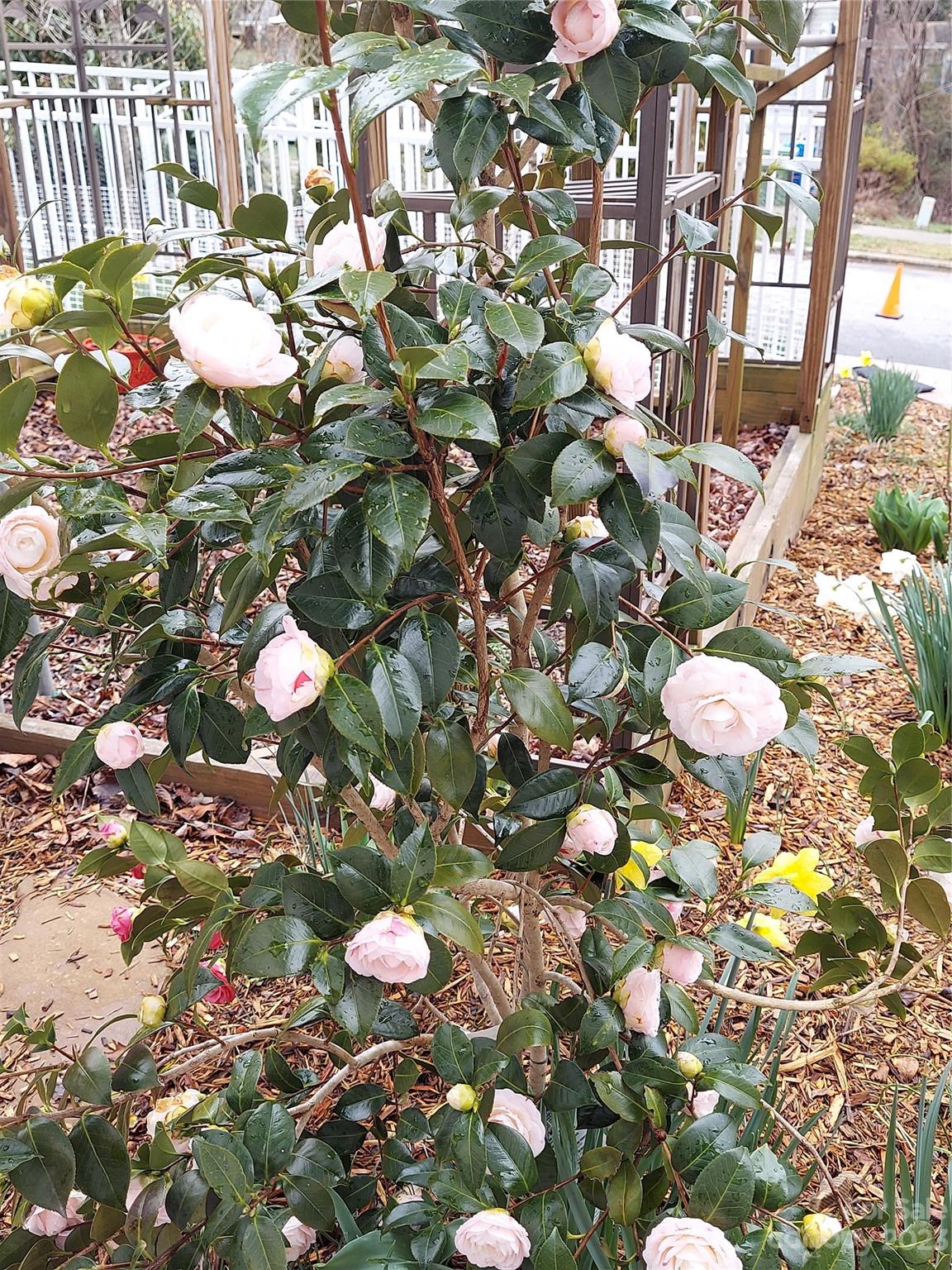 Twin Springs - Residential