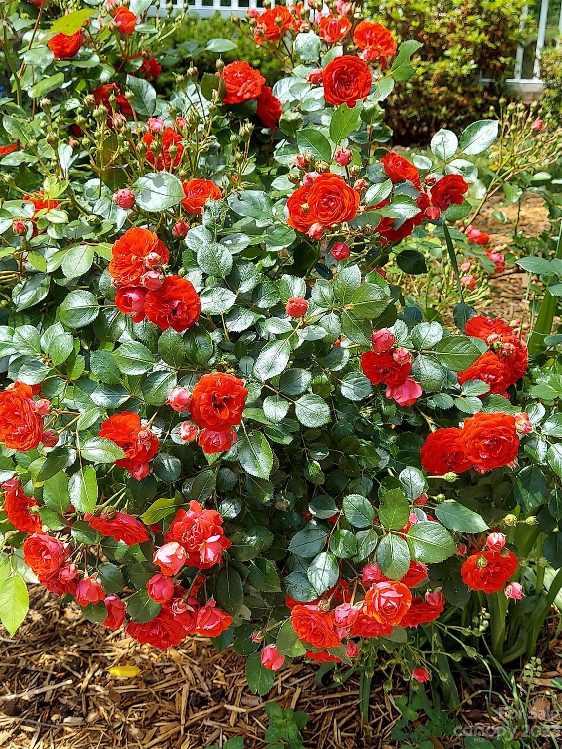 Twin Springs - Residential