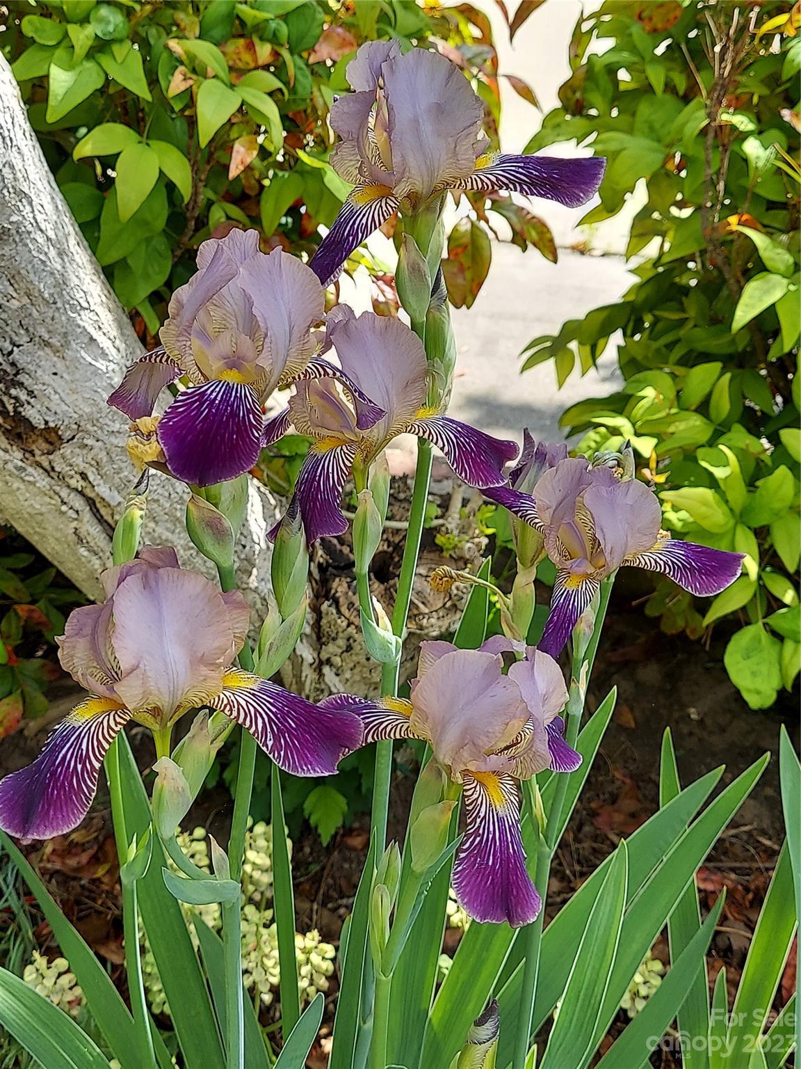 Twin Springs - Residential