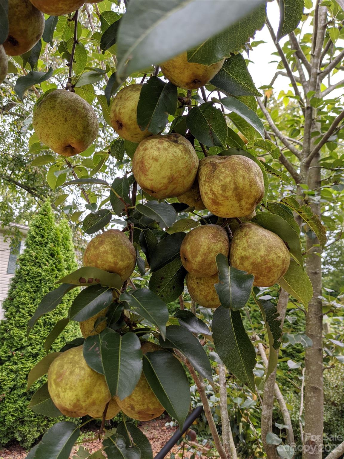 Twin Springs - Residential