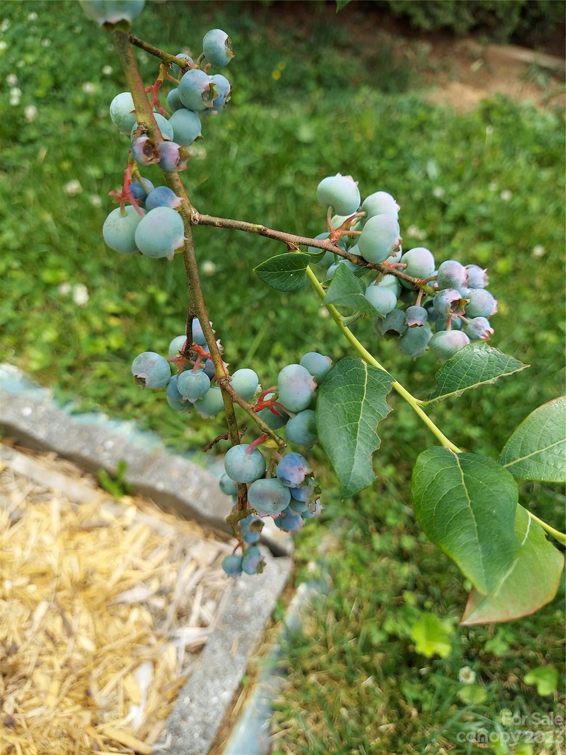 Twin Springs - Residential