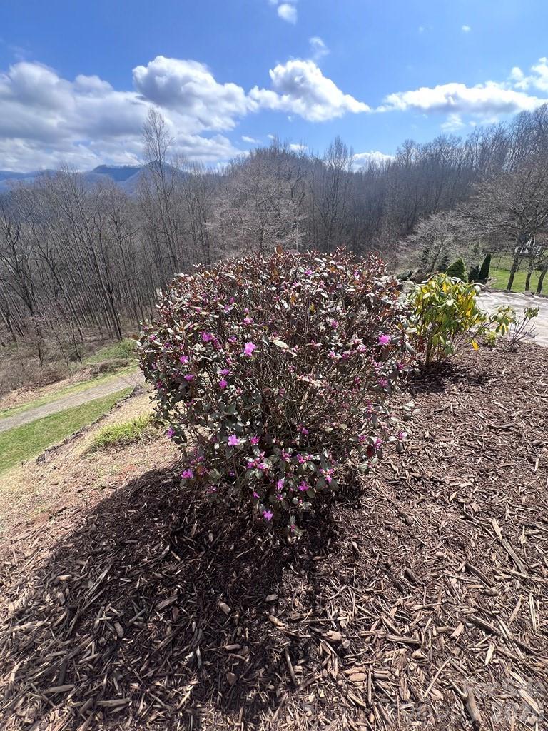 Marion Forest - Residential