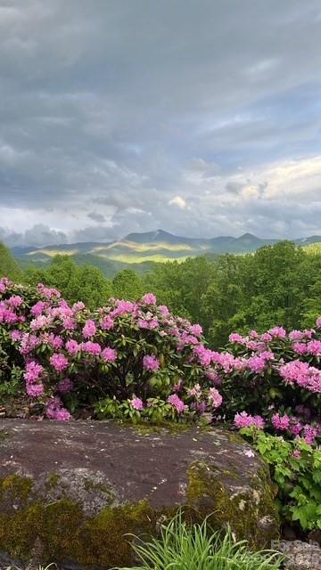 Marion Forest - Residential