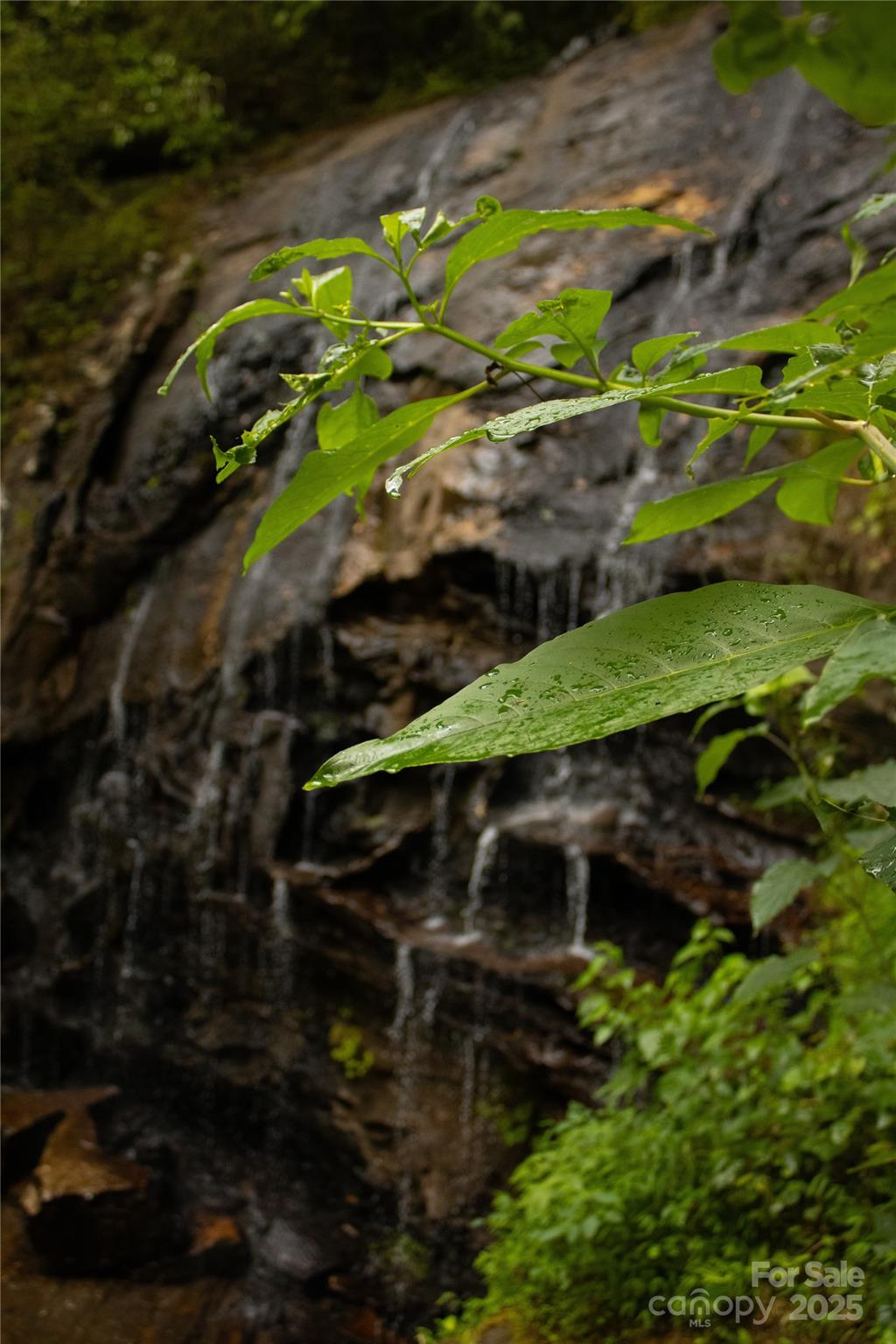 New Forest Mountain - Land