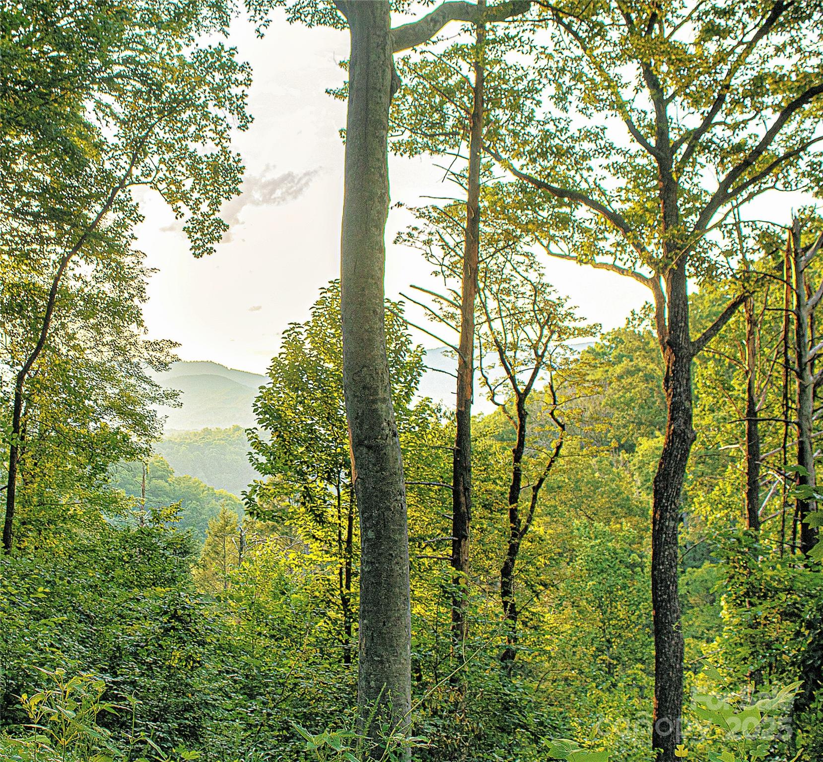 New Forest Mountain - Land