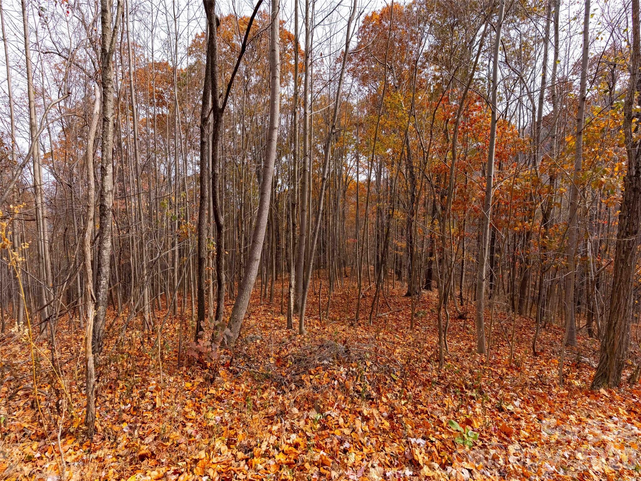 Brights Creek - Land