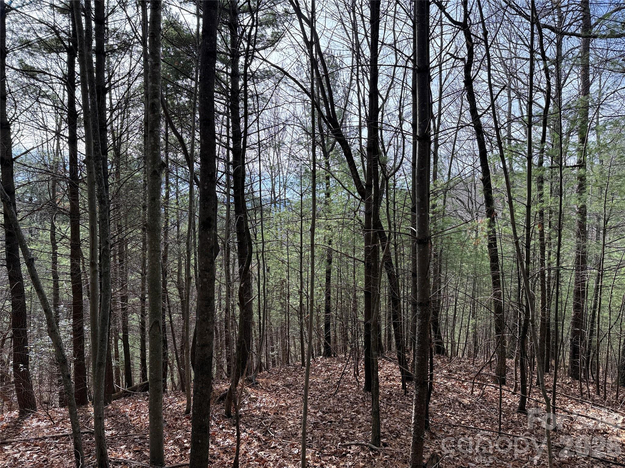 Buck Mountain - Land